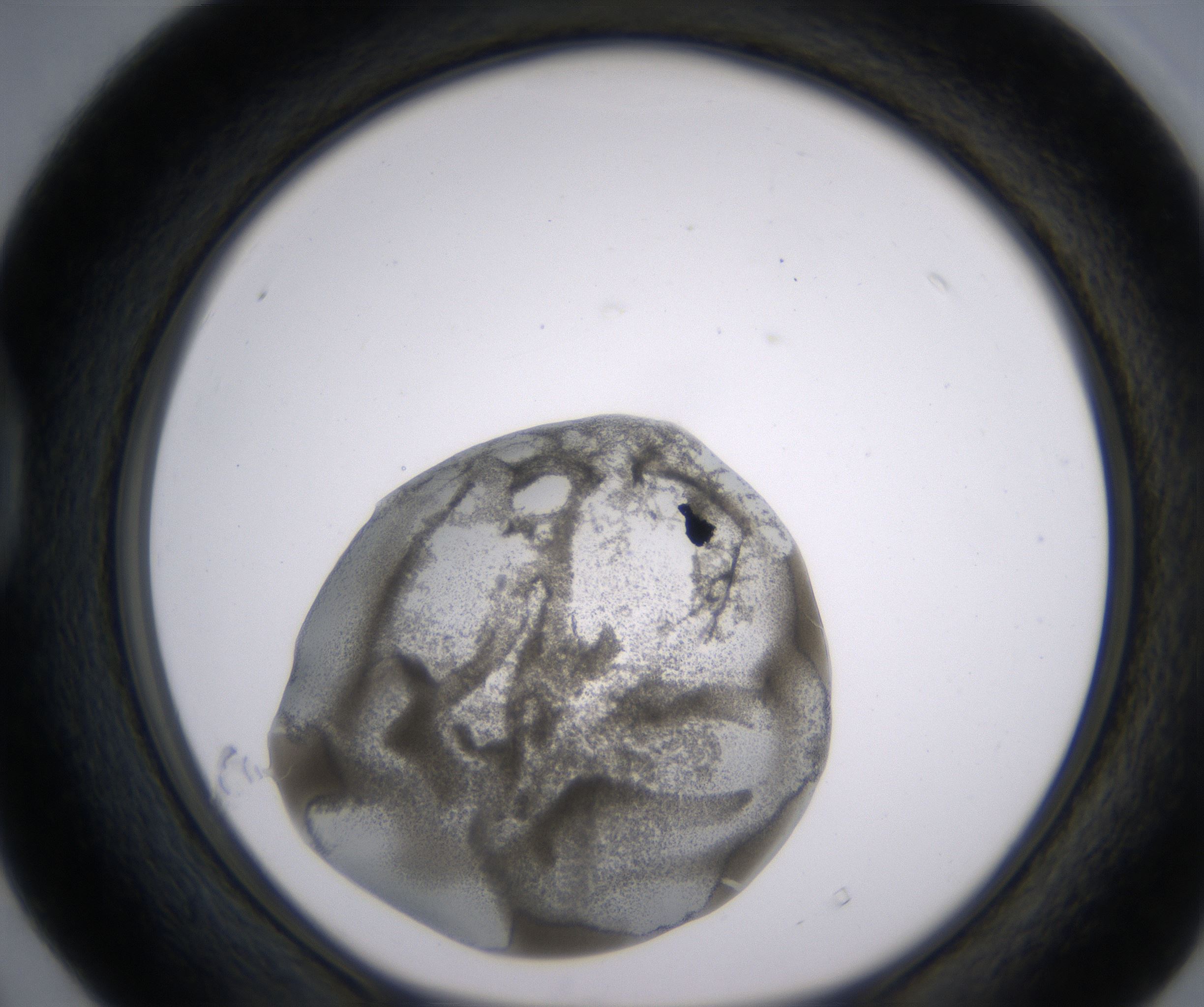 D4_HighResolution_Precipitate_1.jpg