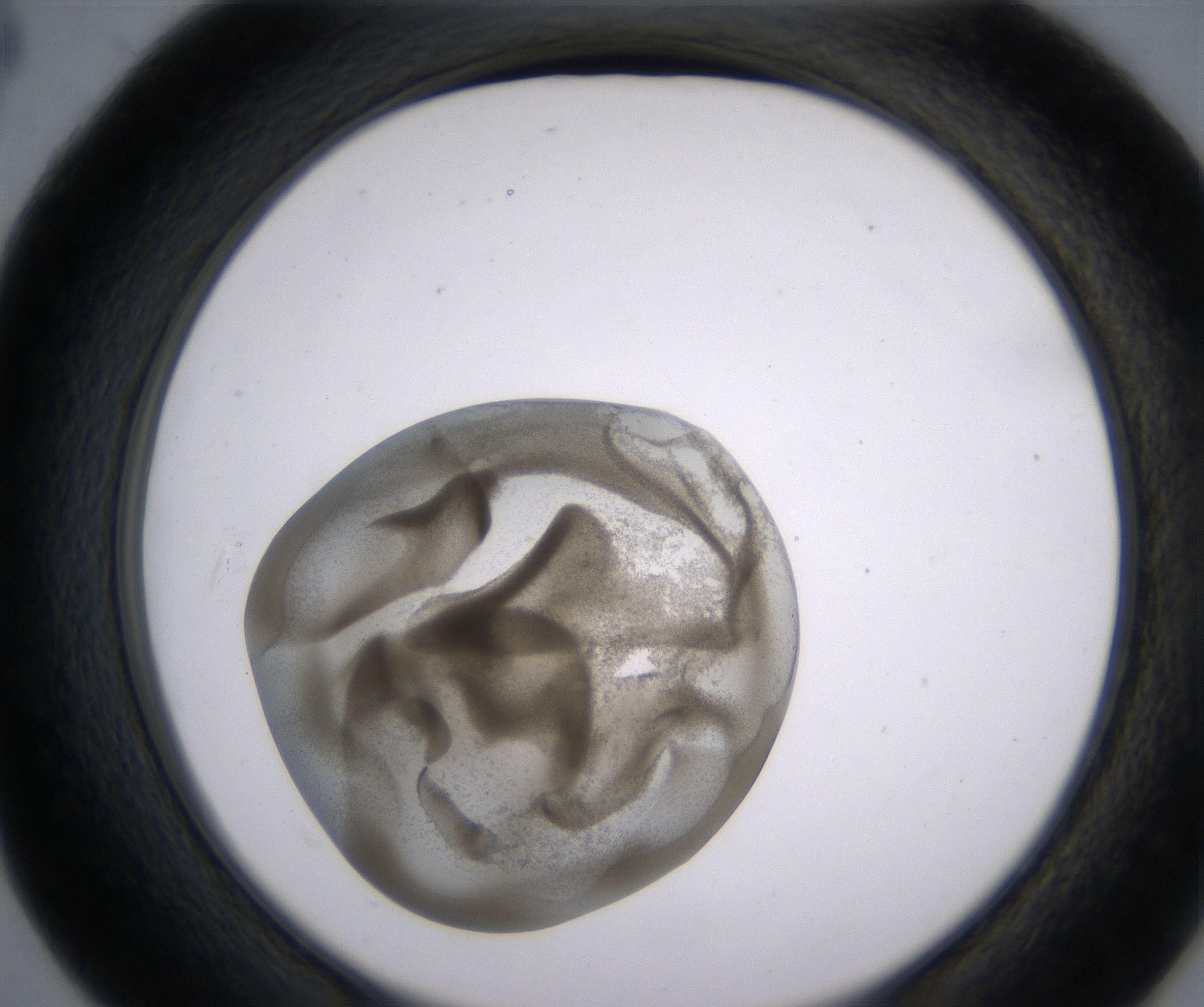 D4_HighResolution_Precipitate_2.jpg
