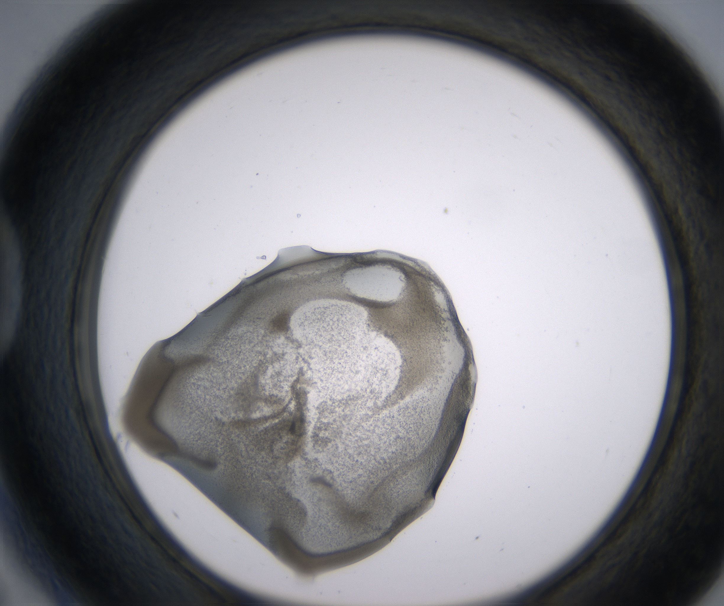 D5_HighResolution_Precipitate_1.jpg