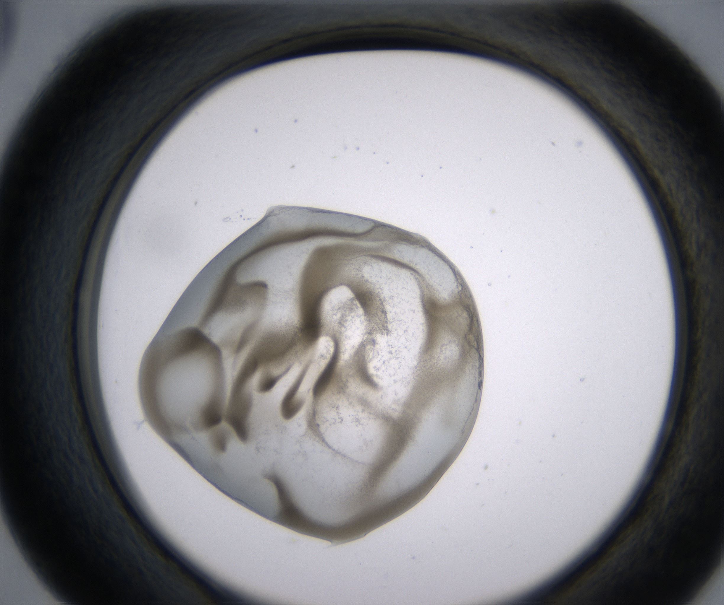D5_HighResolution_Precipitate_2.jpg