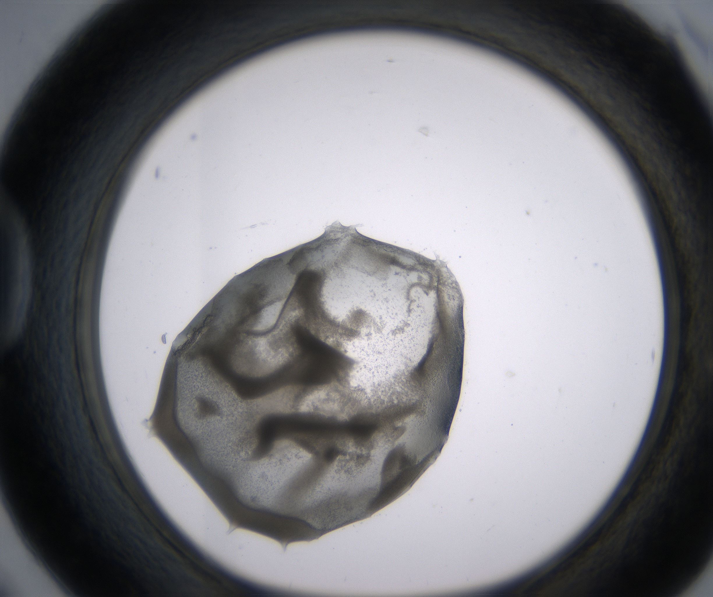D6_HighResolution_Precipitate_1.jpg