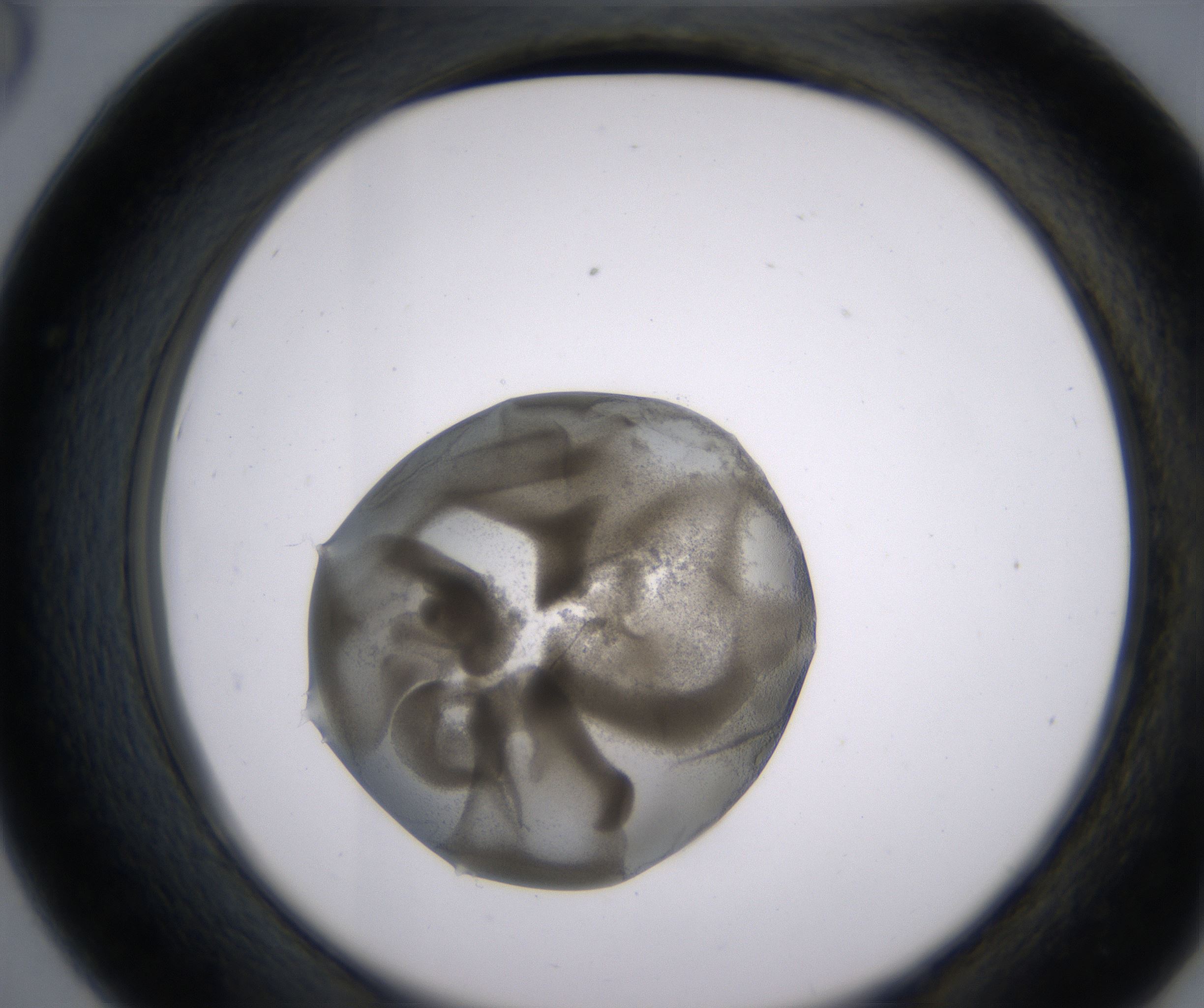 D6_HighResolution_Precipitate_2.jpg