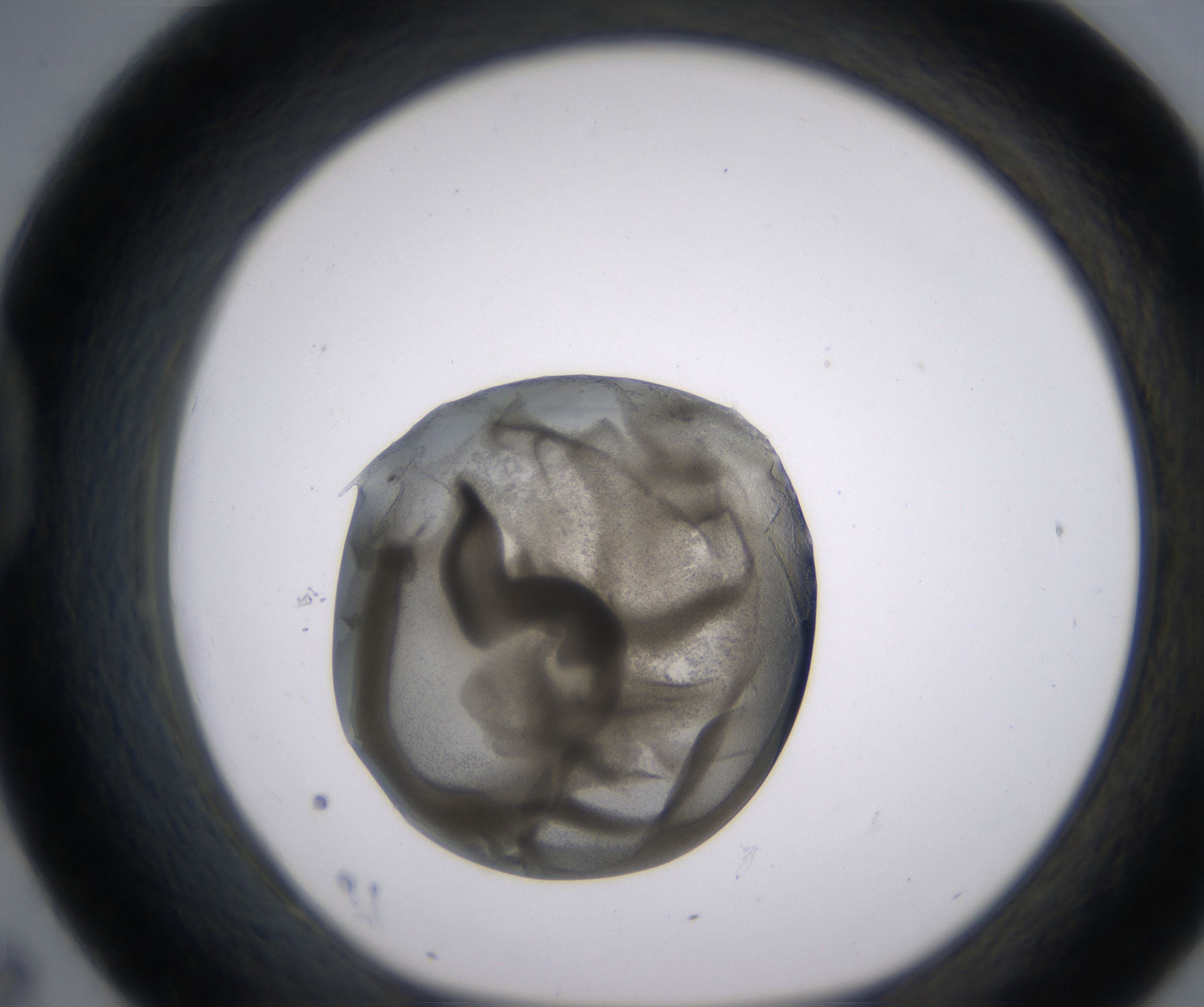D7_HighResolution_Precipitate_1.jpg