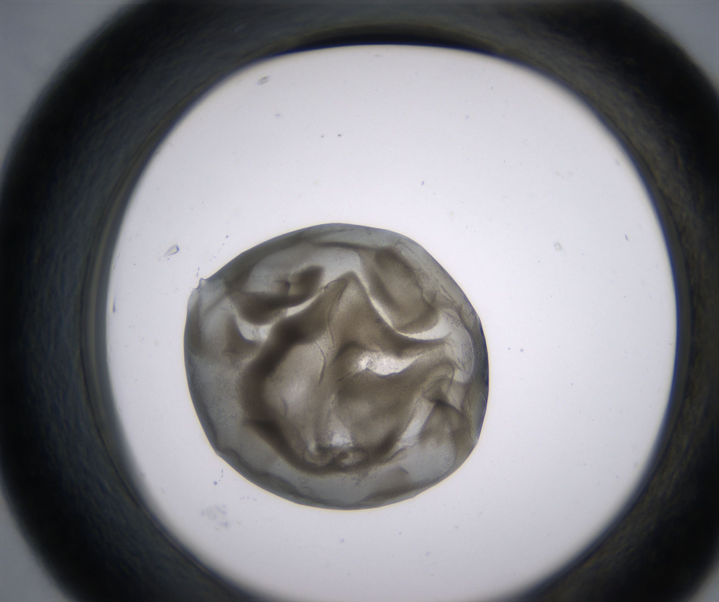 D7_HighResolution_Precipitate_2.jpg
