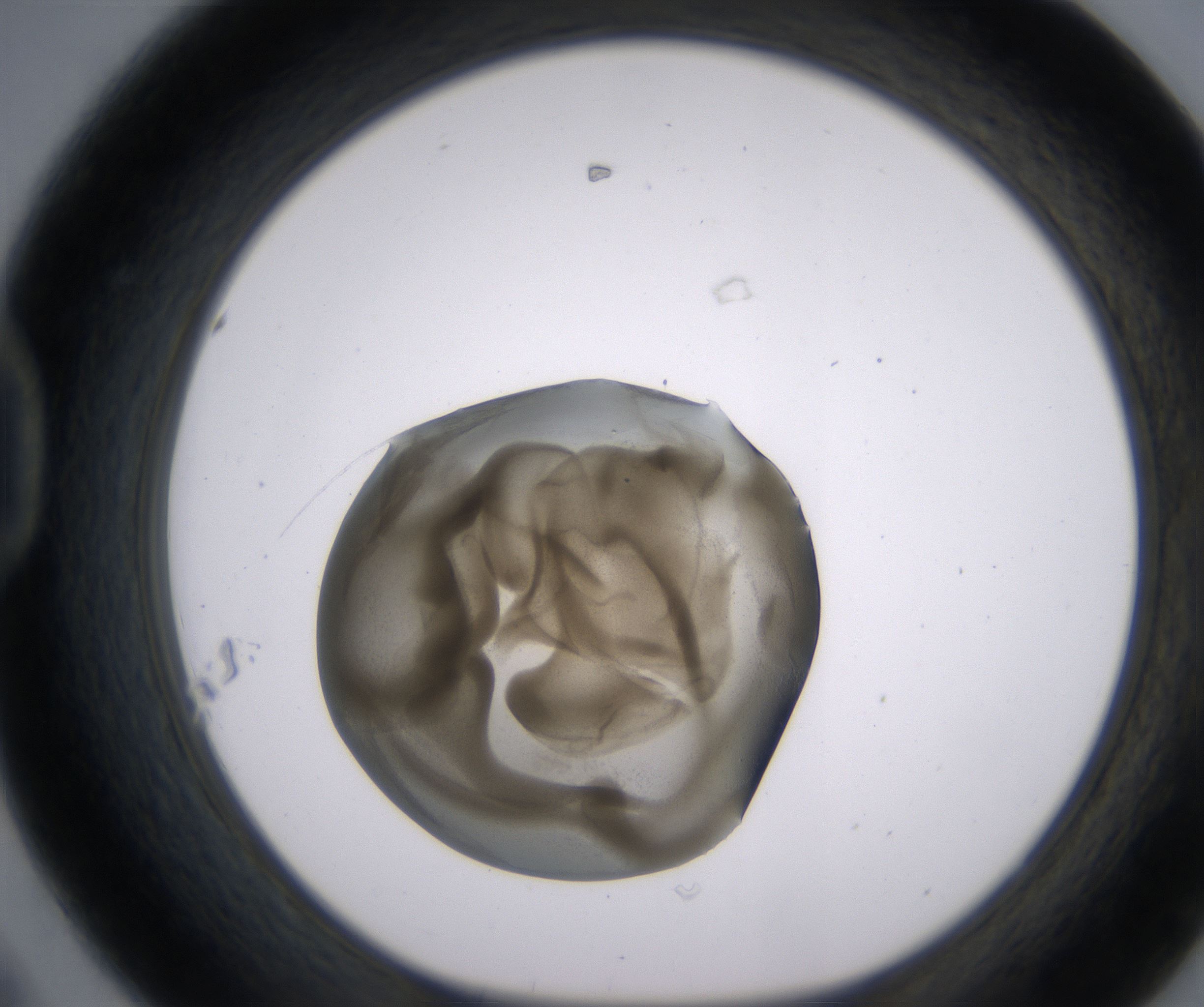 D8_HighResolution_Precipitate_1.jpg