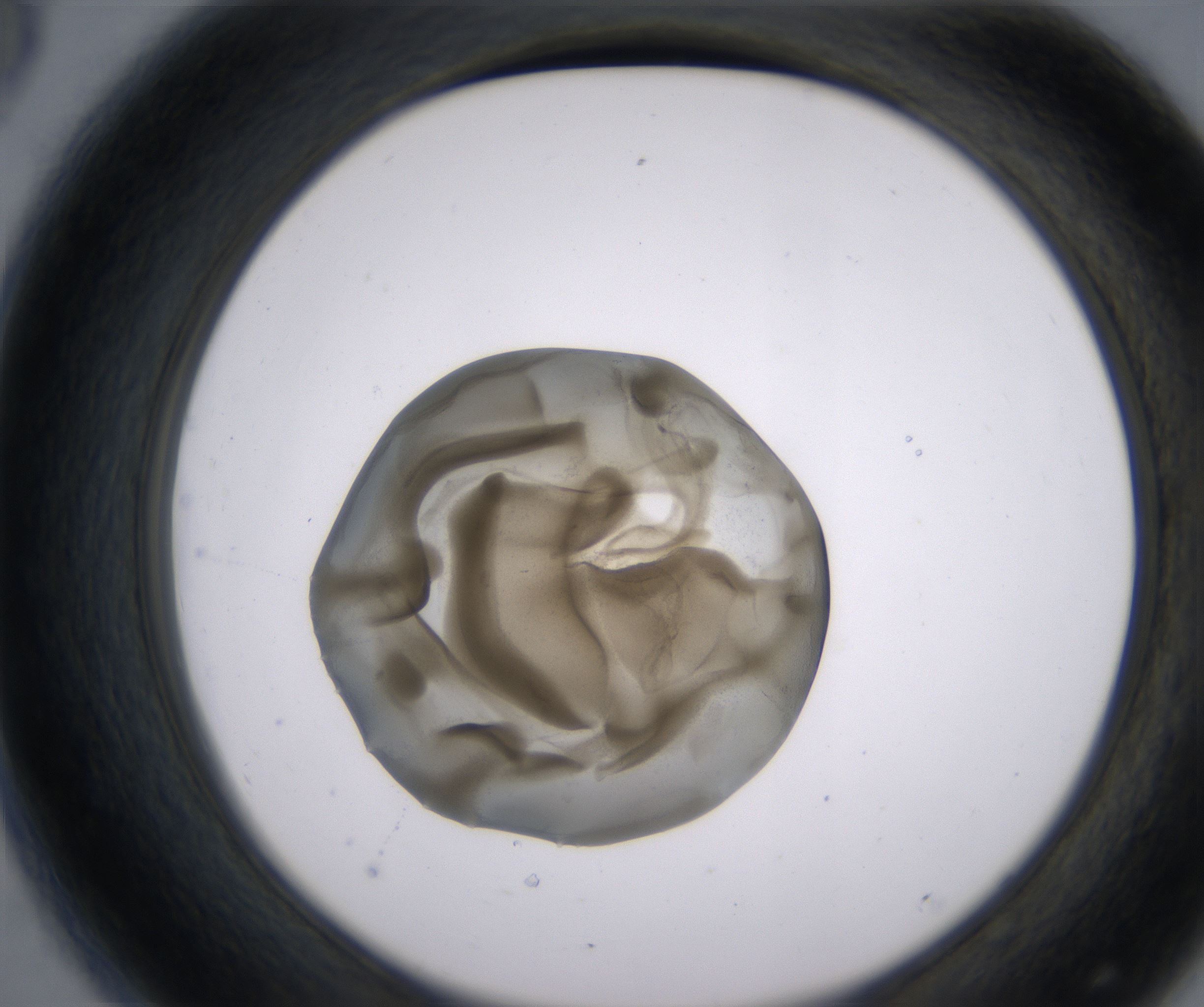D8_HighResolution_Precipitate_2.jpg