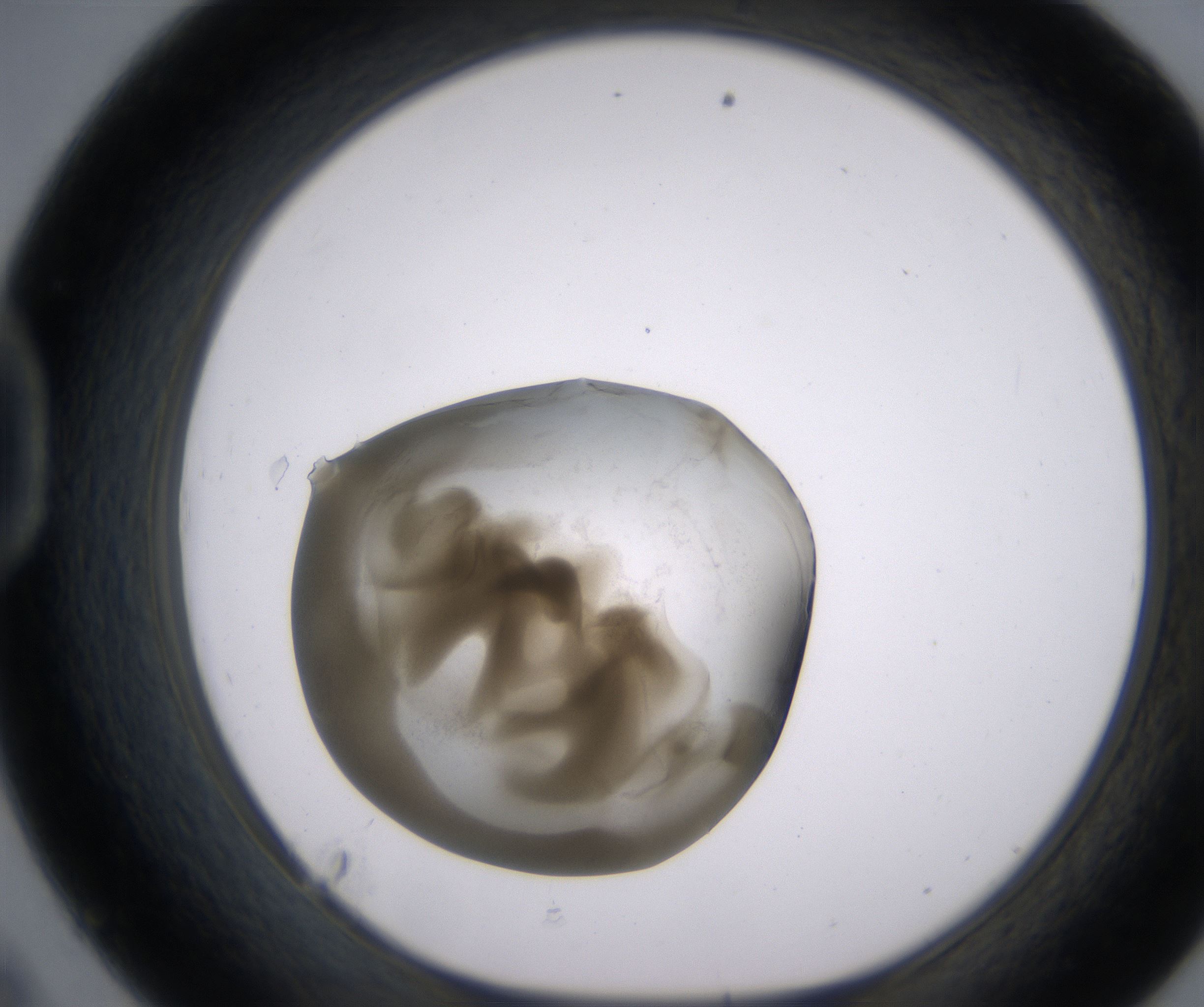 D9_HighResolution_Precipitate_1.jpg