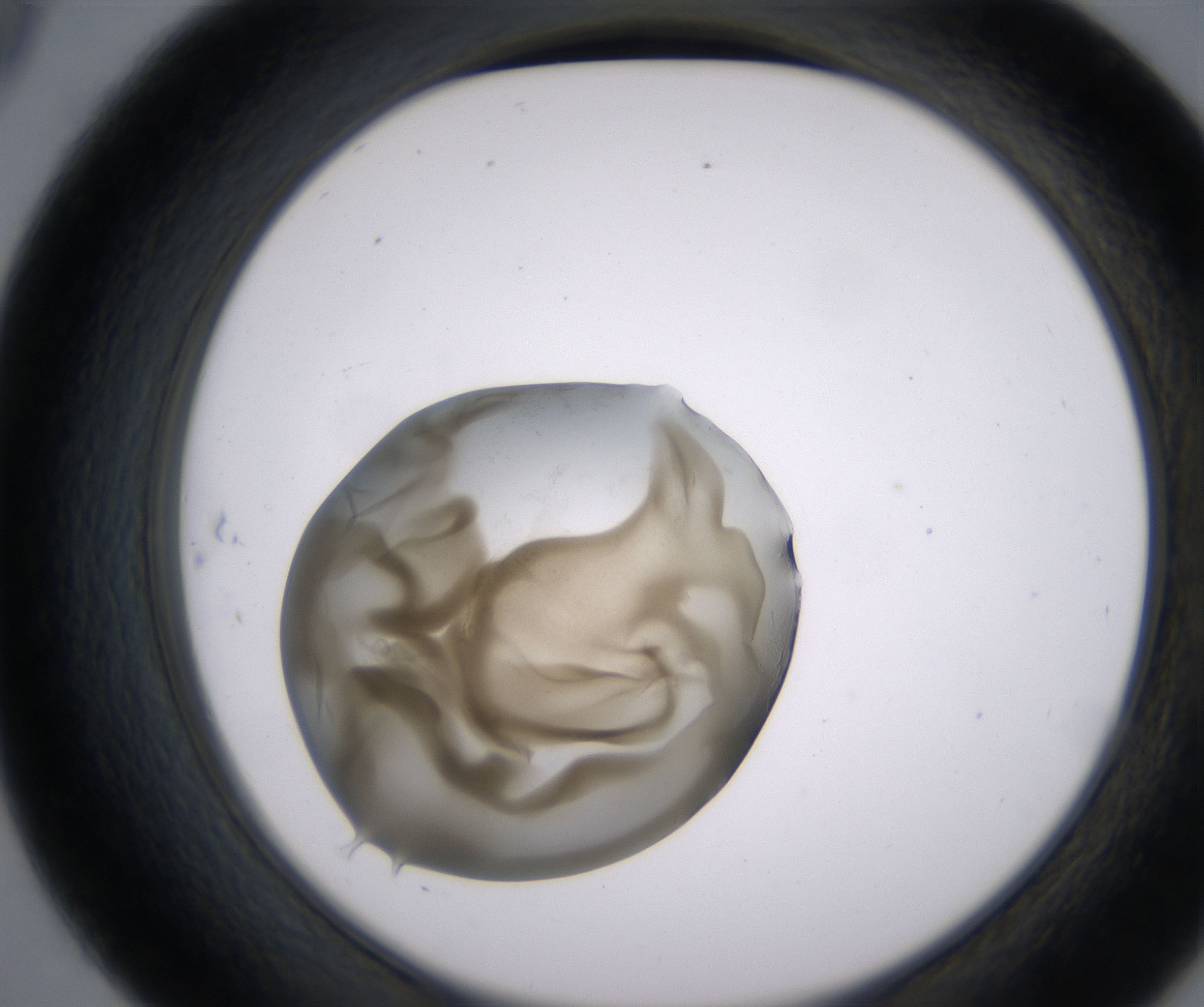 D9_HighResolution_Precipitate_2.jpg