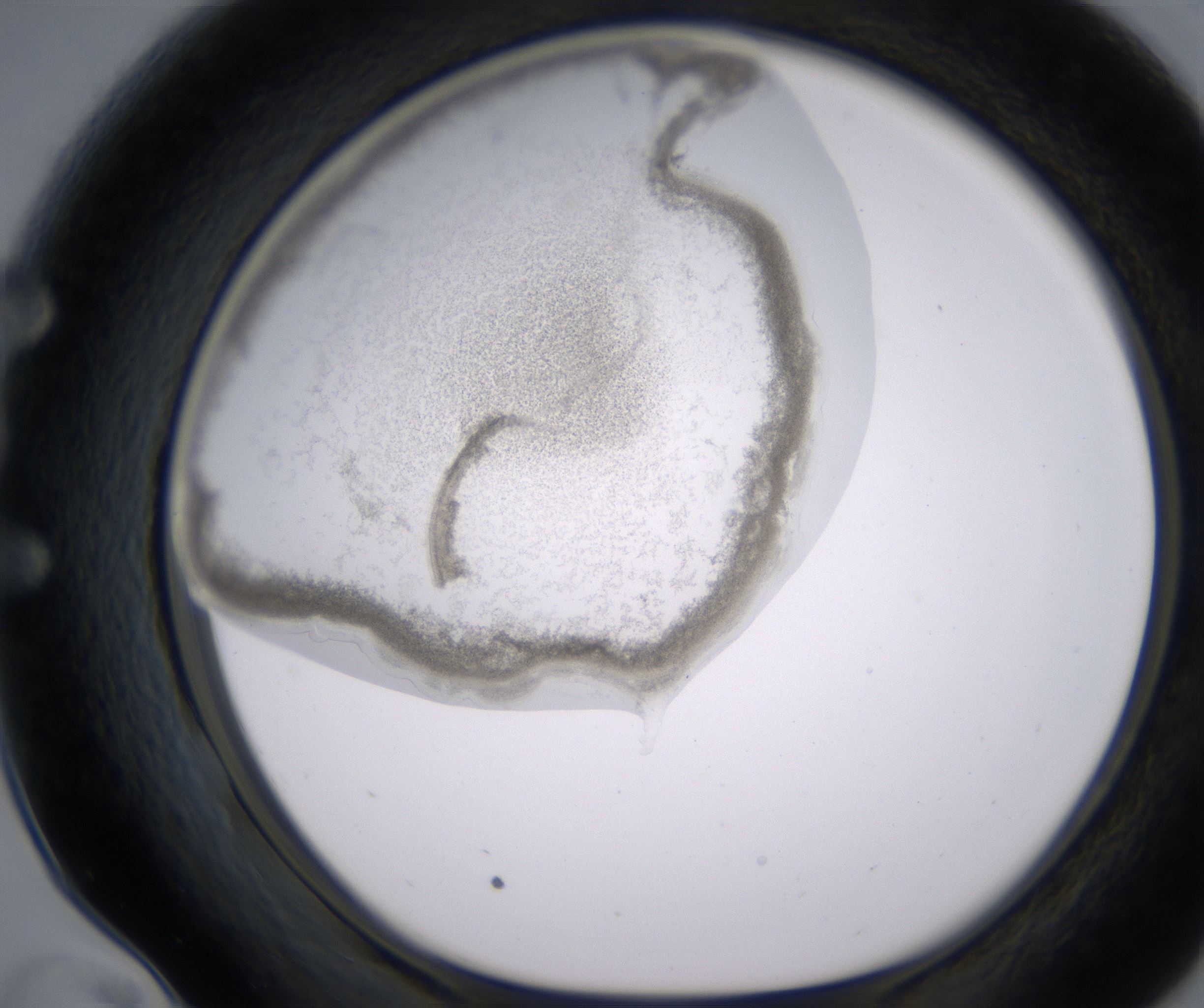 E10_HighResolution_Precipitate_1.jpg