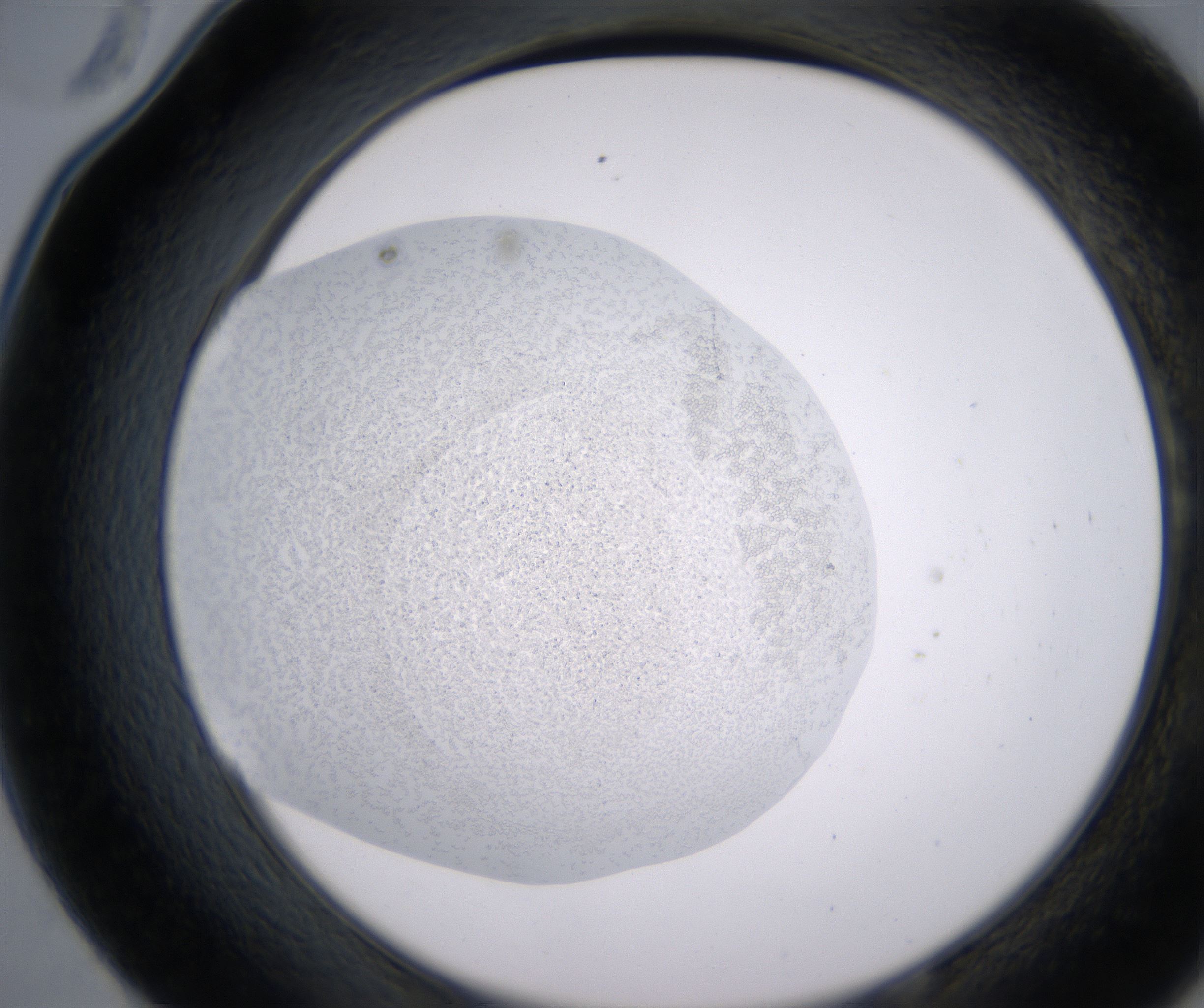 E10_HighResolution_Precipitate_2.jpg