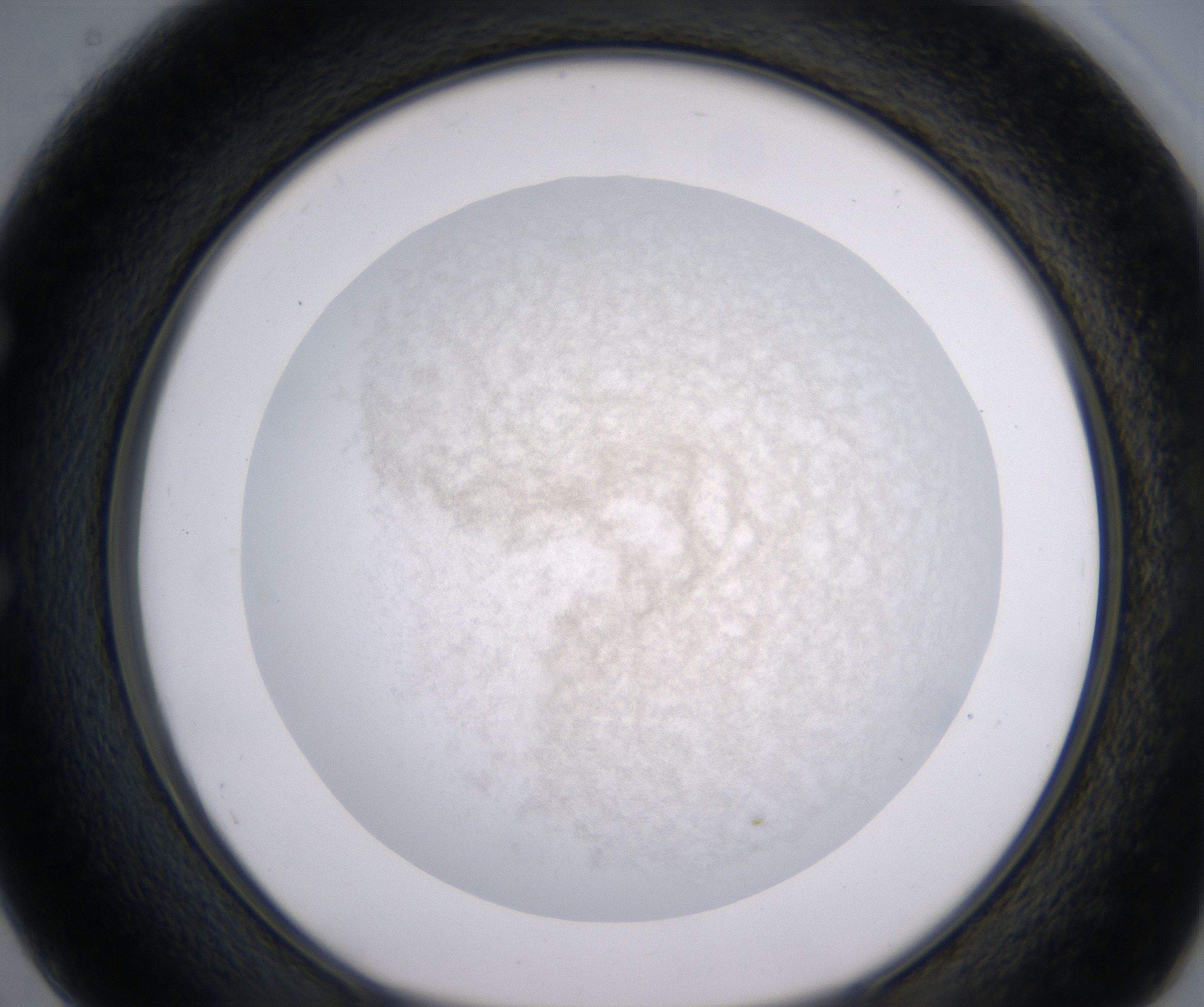 E2_HighResolution_Precipitate_1.jpg