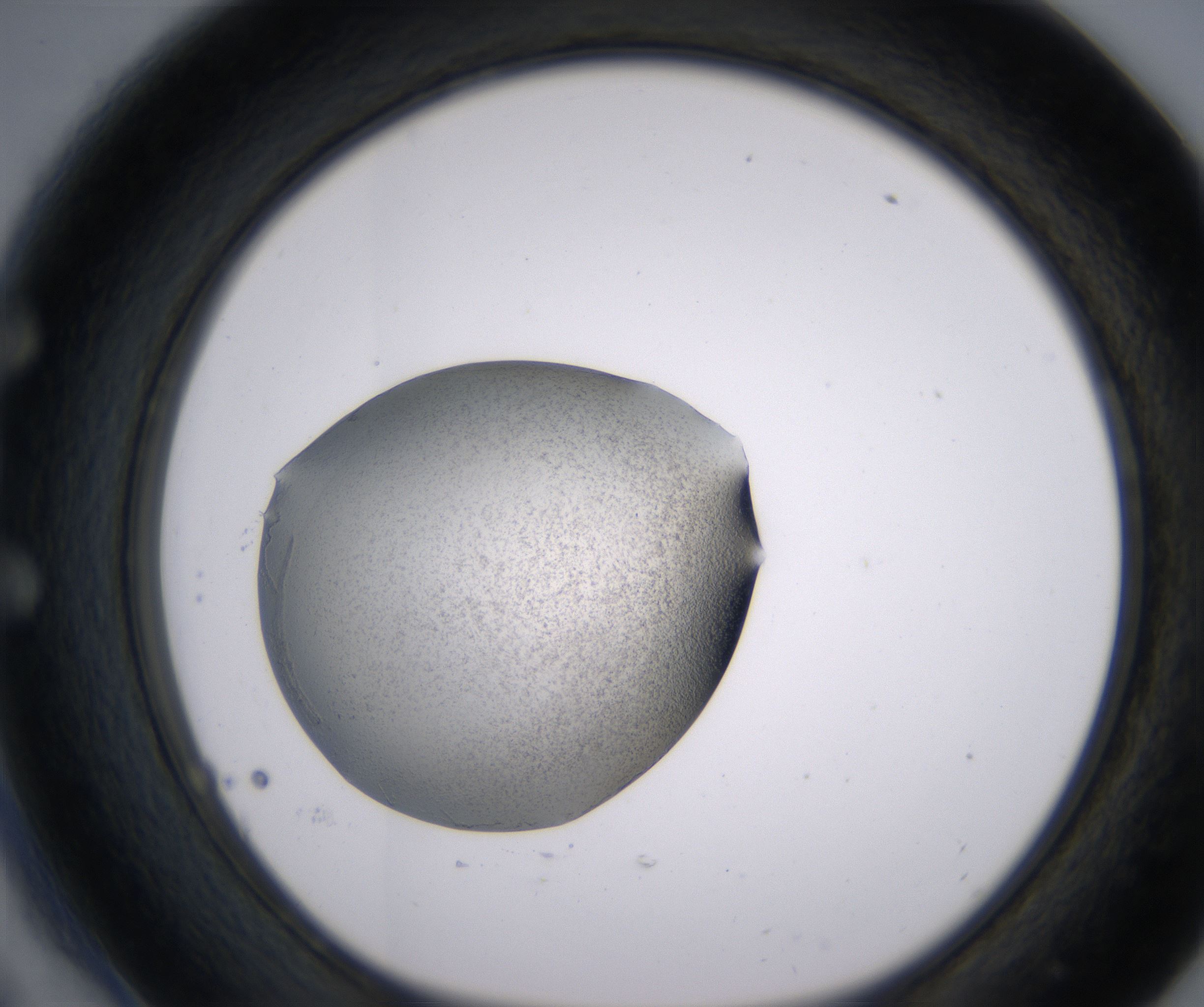 E6_HighResolution_Precipitate_1.jpg