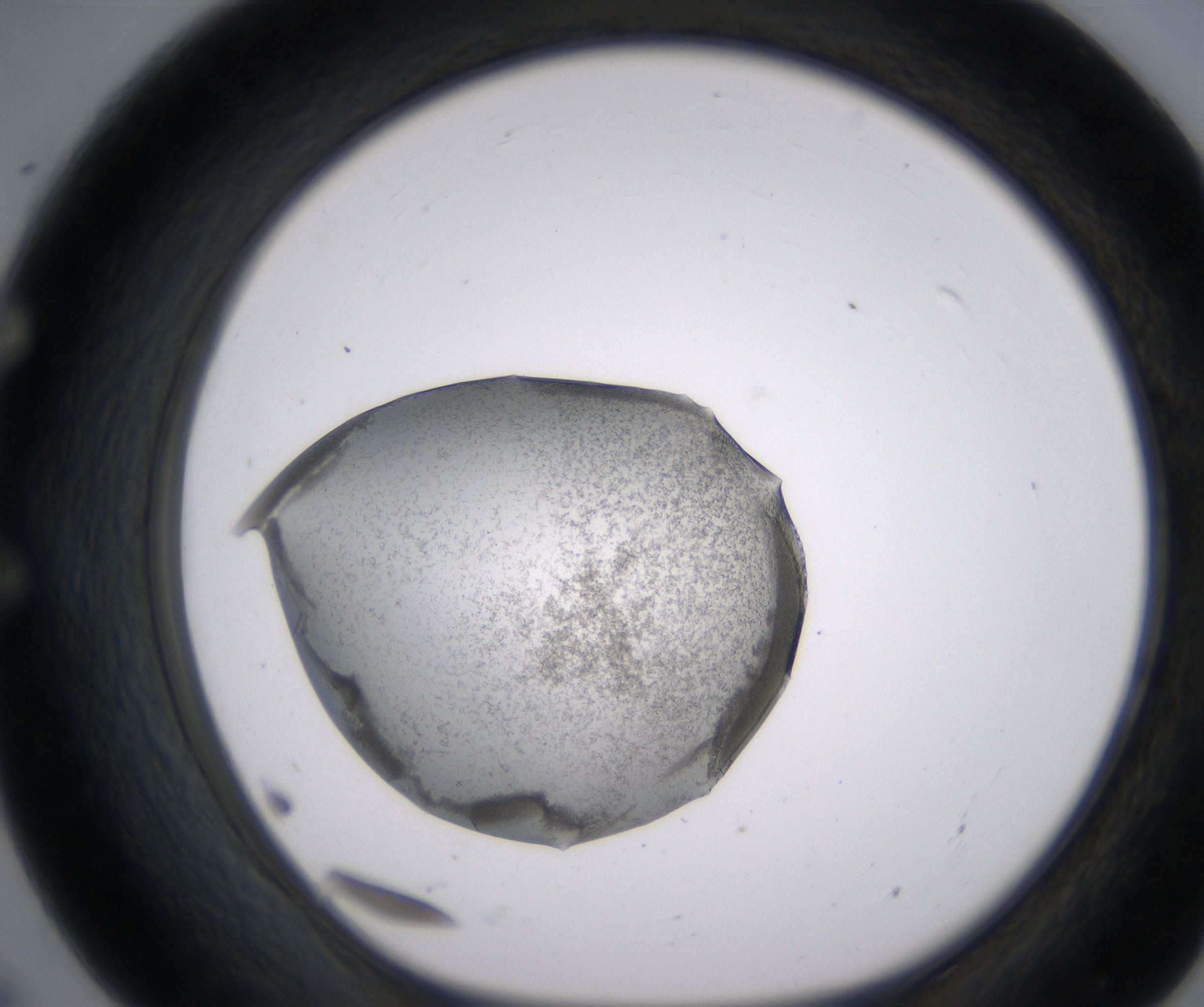 E7_HighResolution_Precipitate_1.jpg
