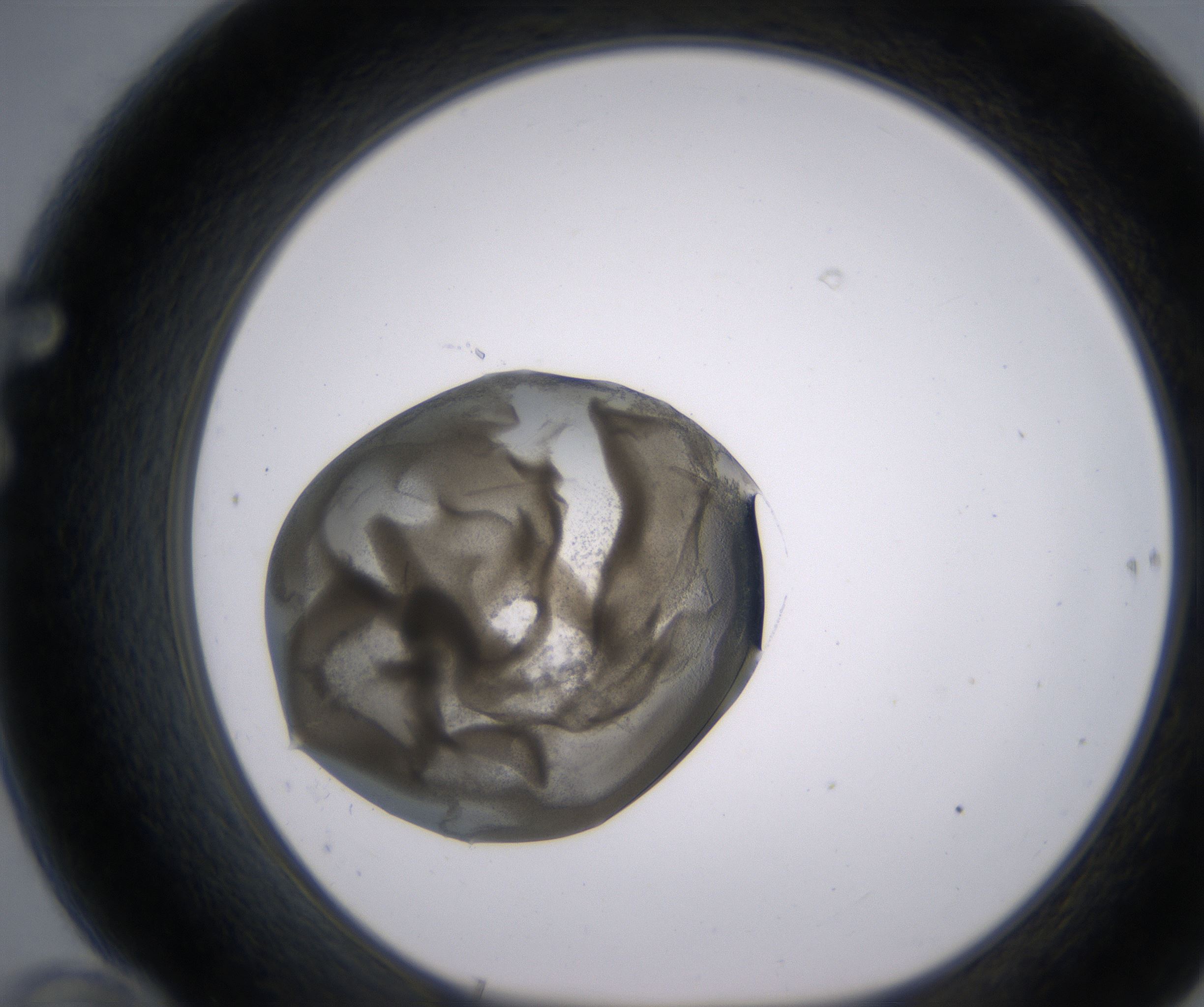 F10_HighResolution_Precipitate_1.jpg