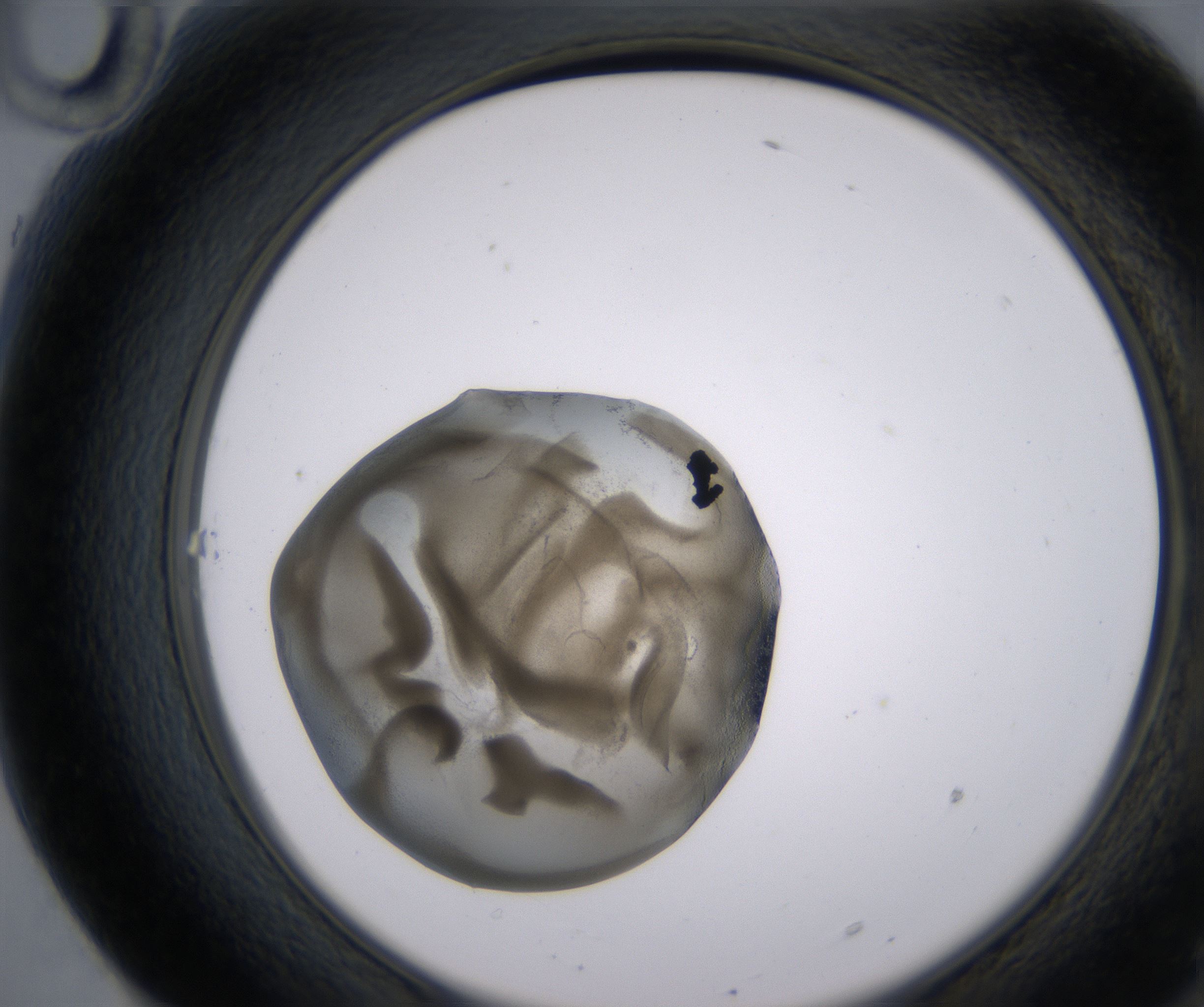 F10_HighResolution_Precipitate_2.jpg