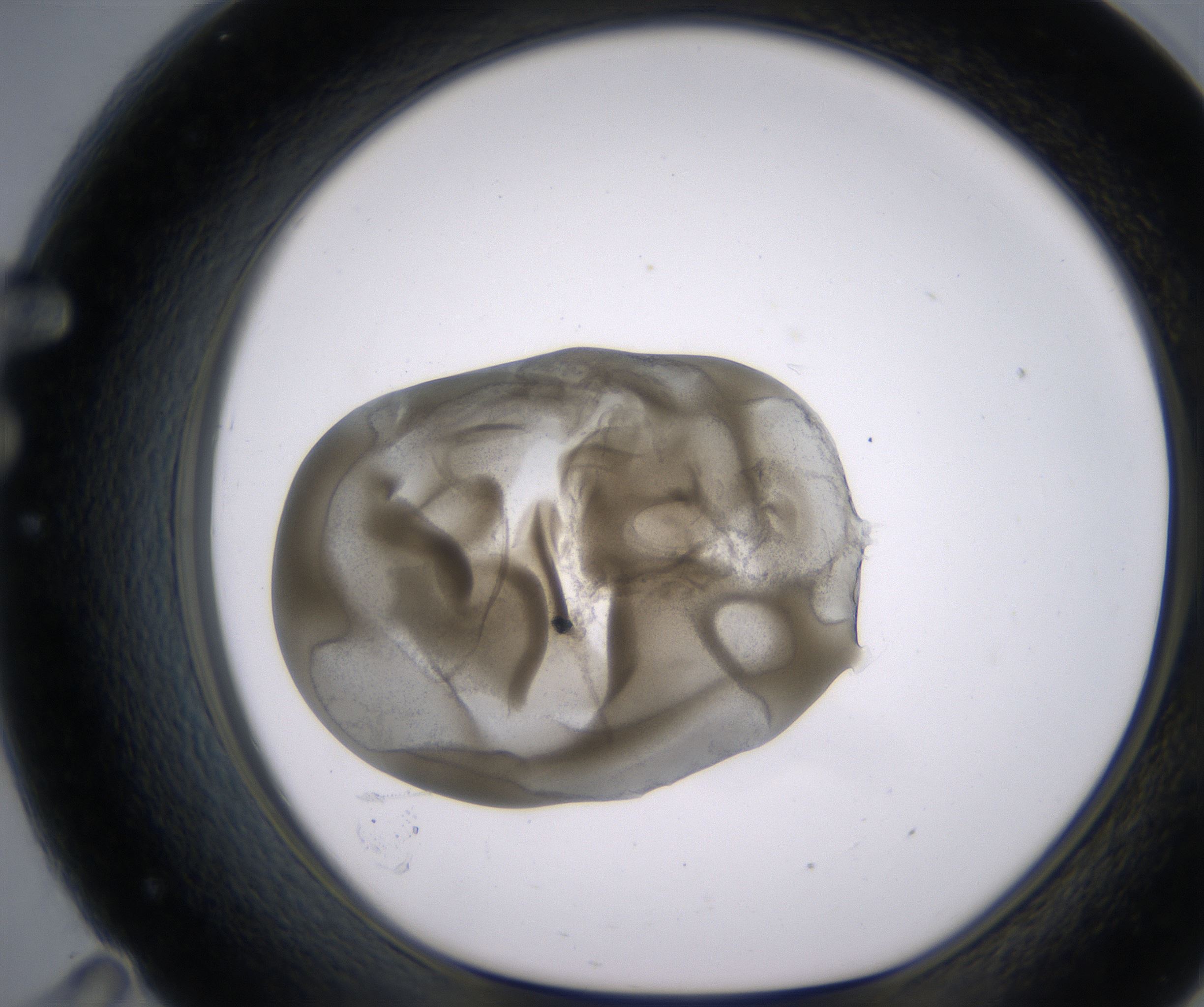 F11_HighResolution_Precipitate_1.jpg