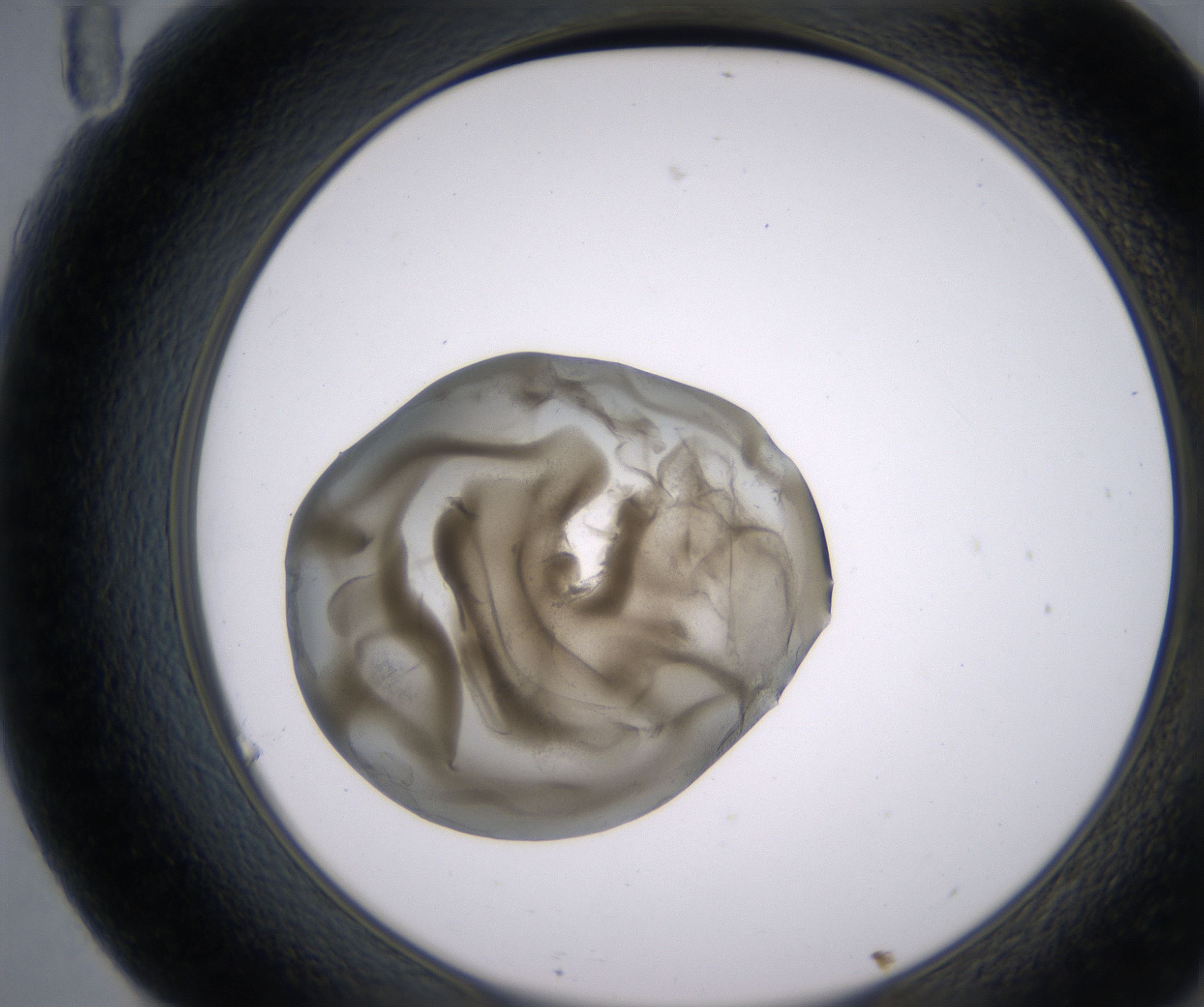 F11_HighResolution_Precipitate_2.jpg