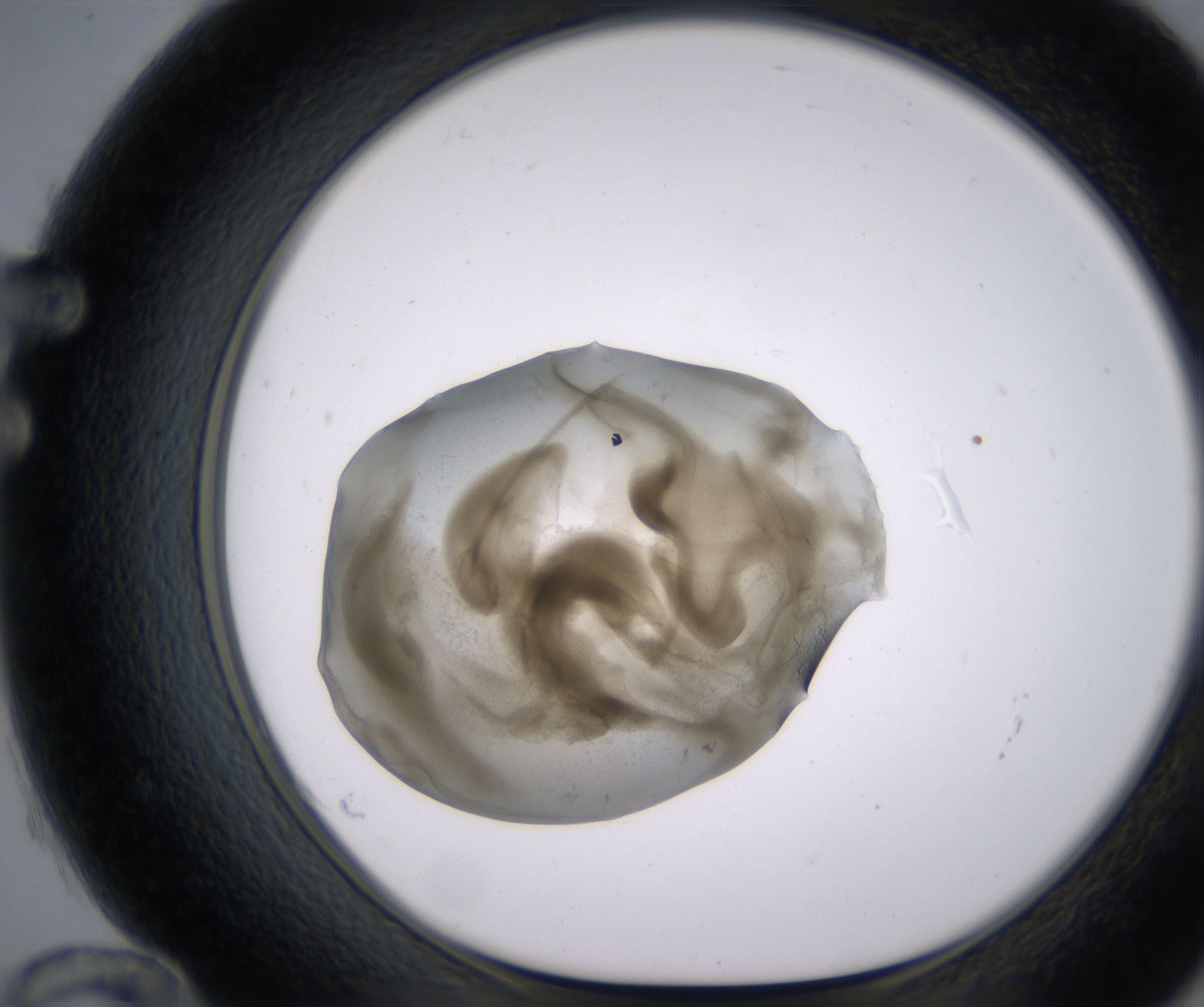 F12_HighResolution_Precipitate_1.jpg