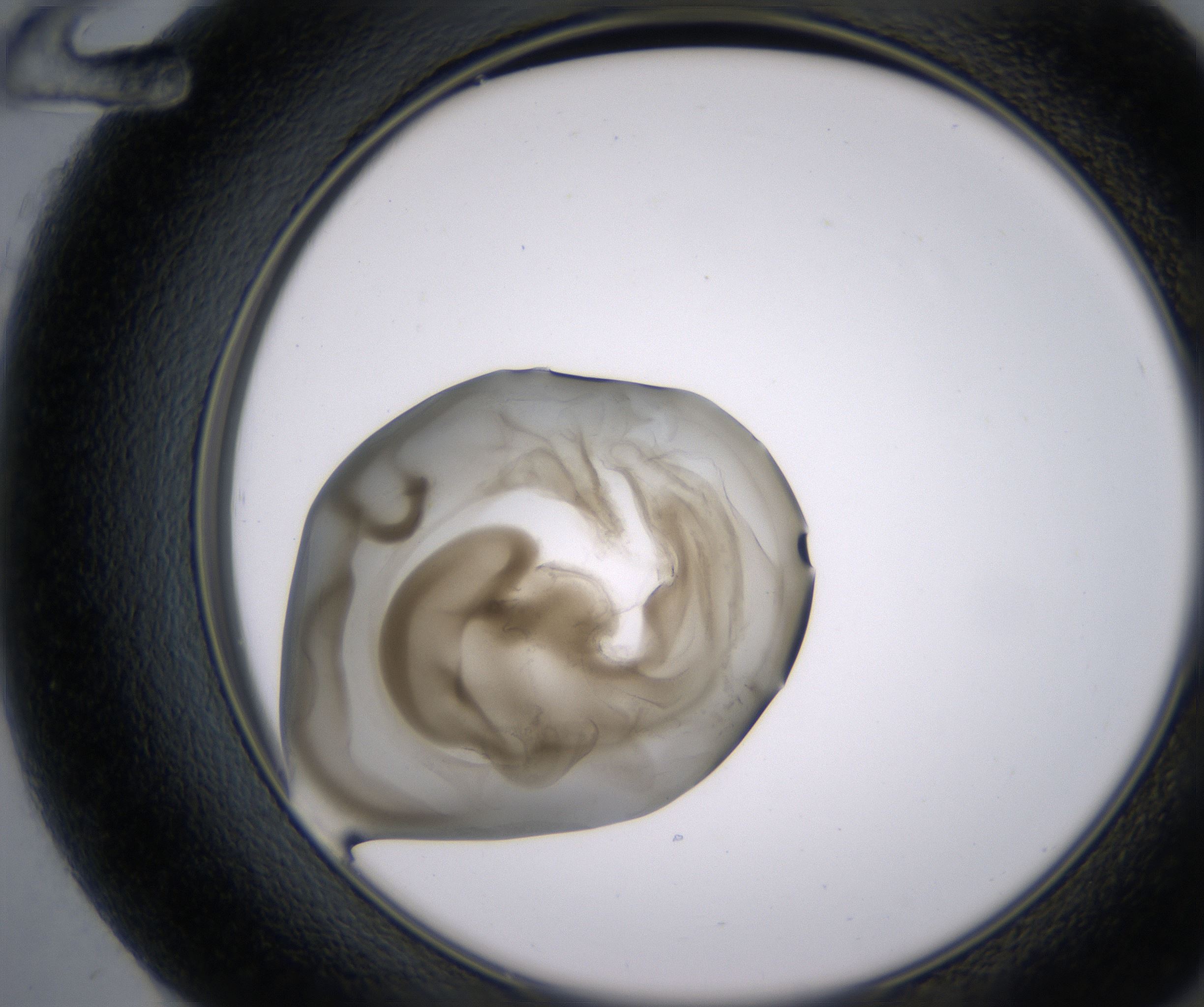F12_HighResolution_Precipitate_2.jpg