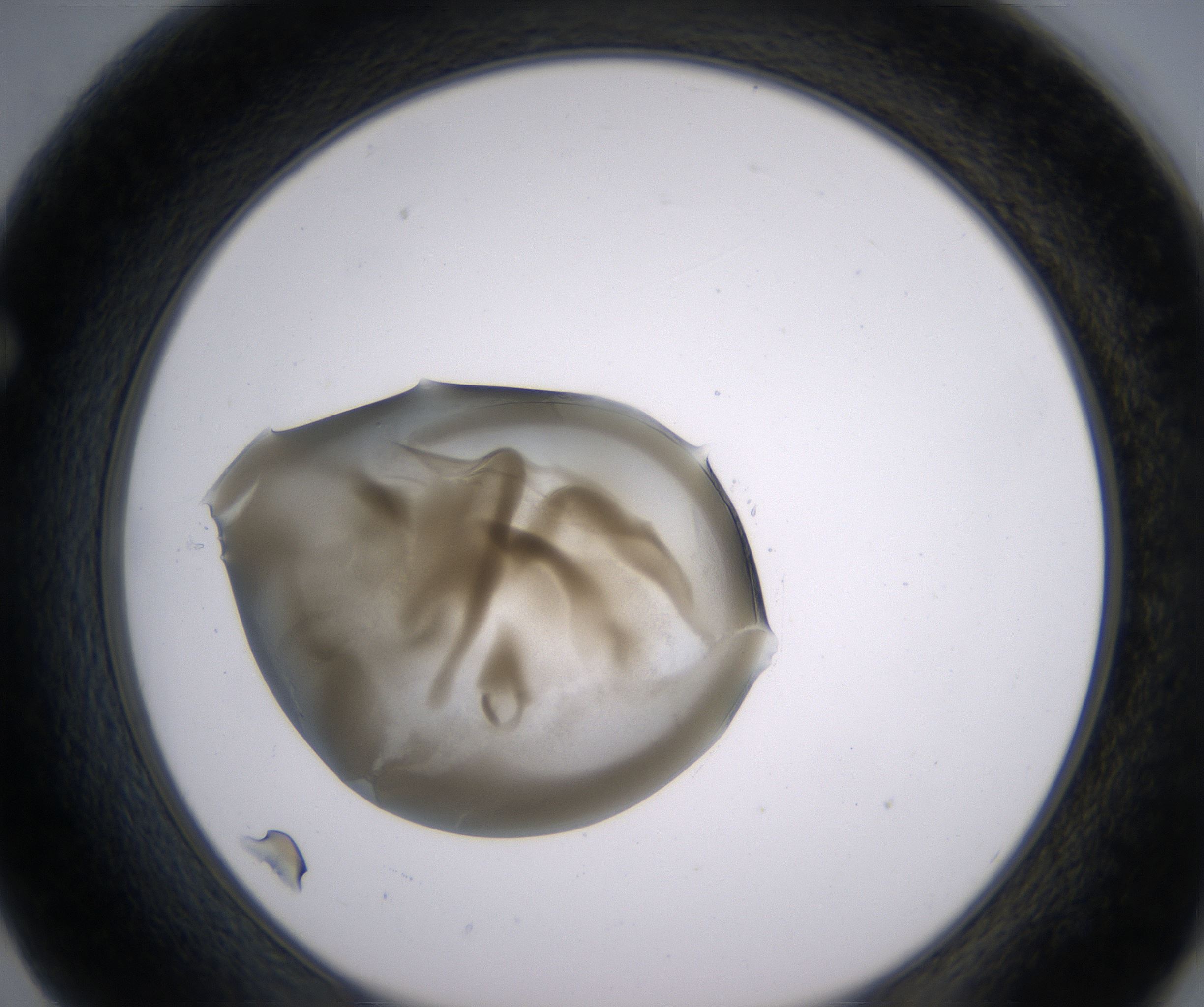 F2_HighResolution_Precipitate_1.jpg