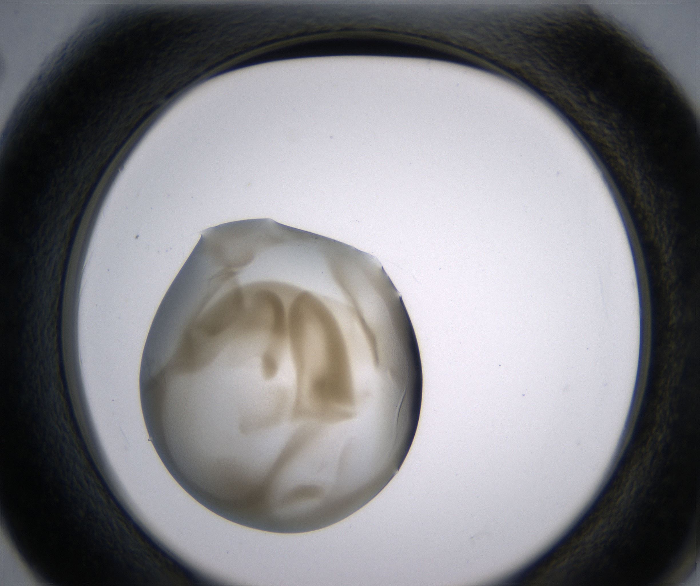 F2_HighResolution_Precipitate_2.jpg
