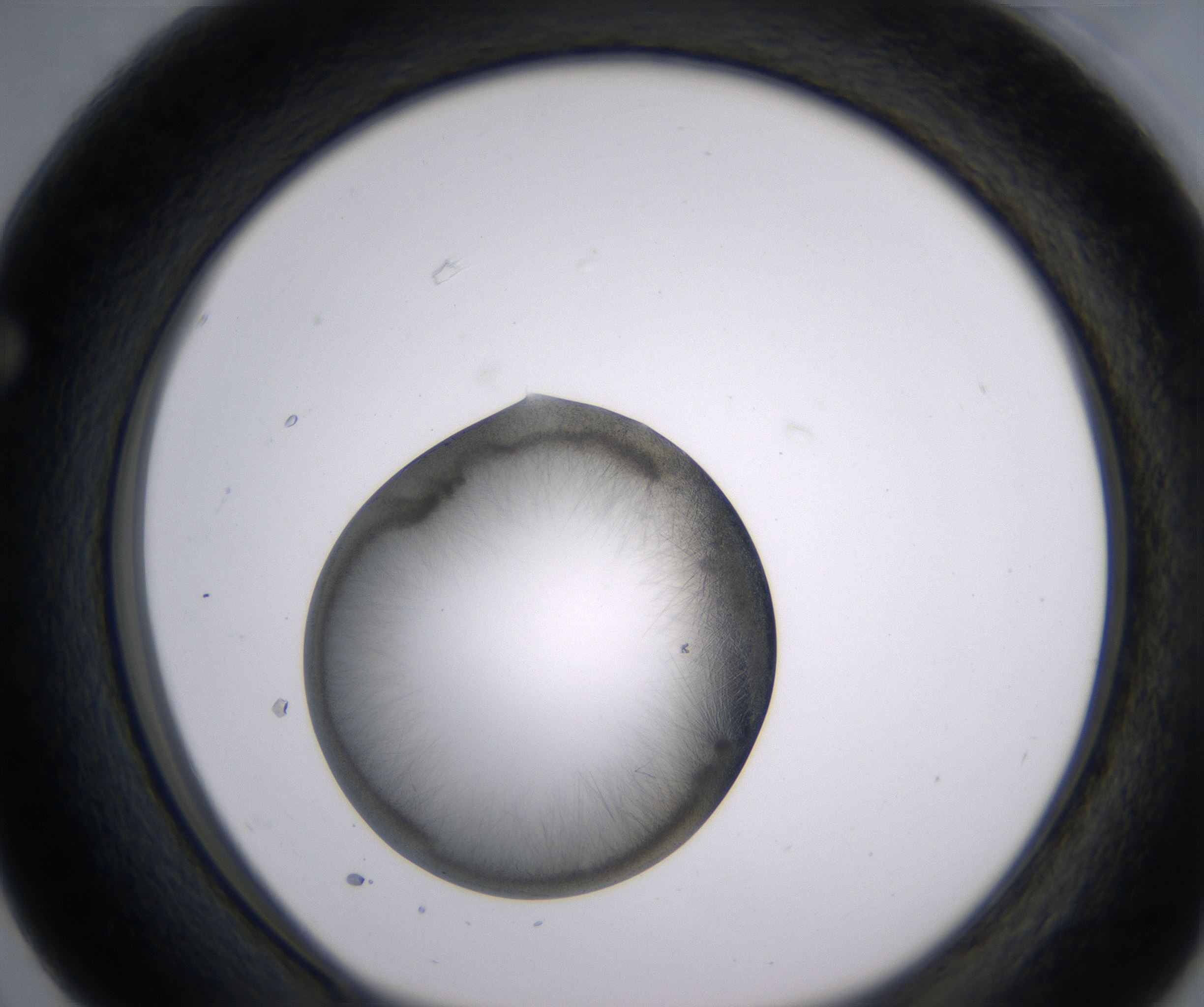 F3_HighResolution_Precipitate_1.jpg