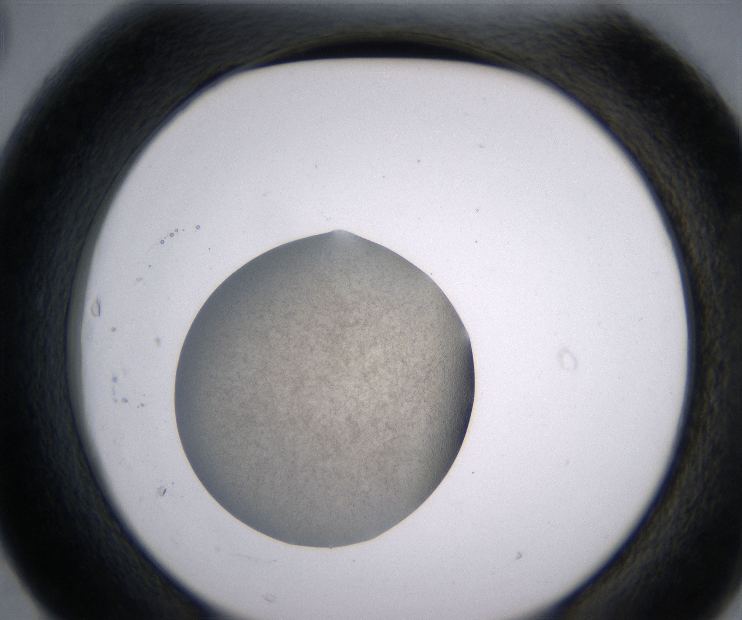 F3_HighResolution_Precipitate_2.jpg