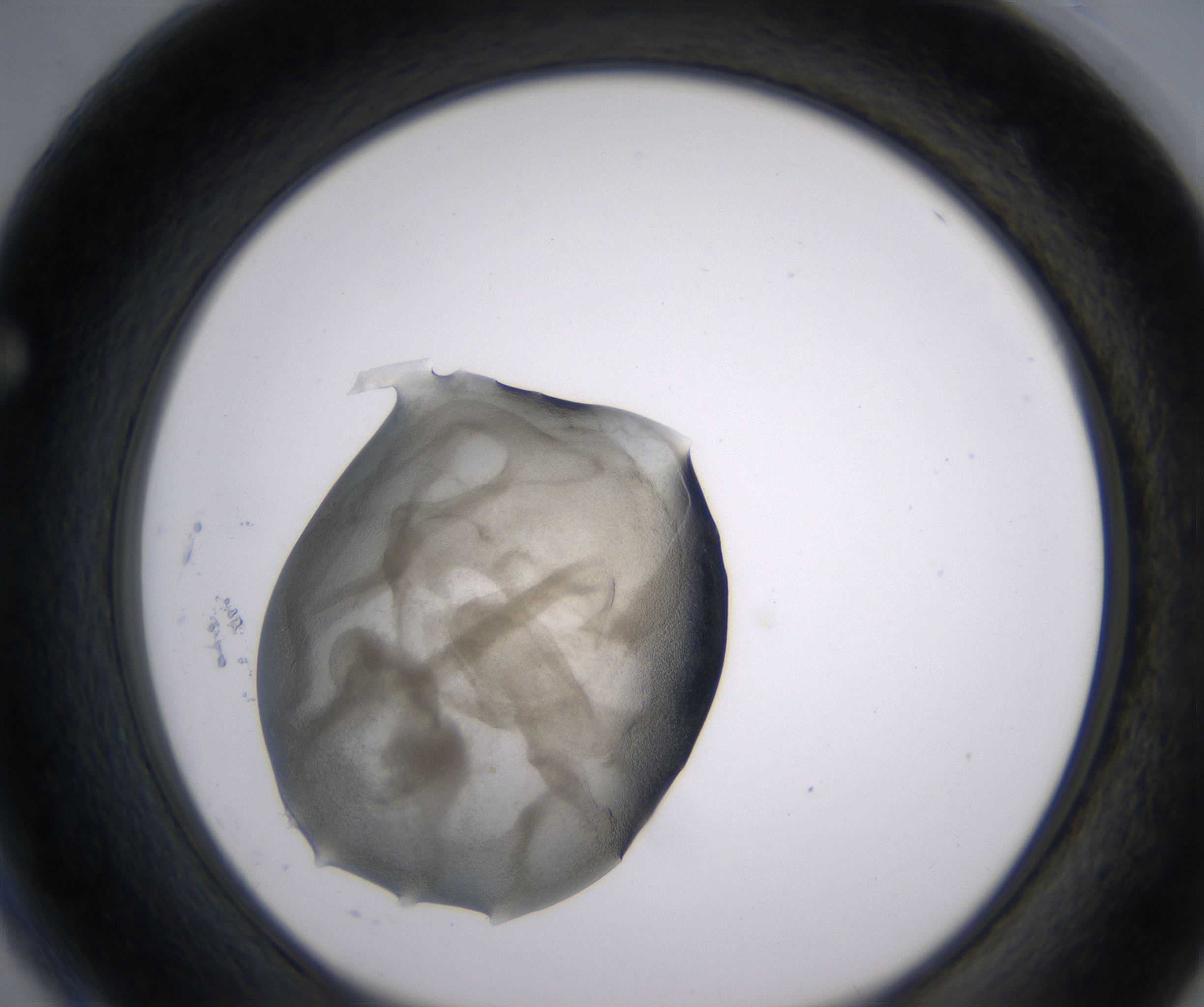F4_HighResolution_Precipitate_1.jpg