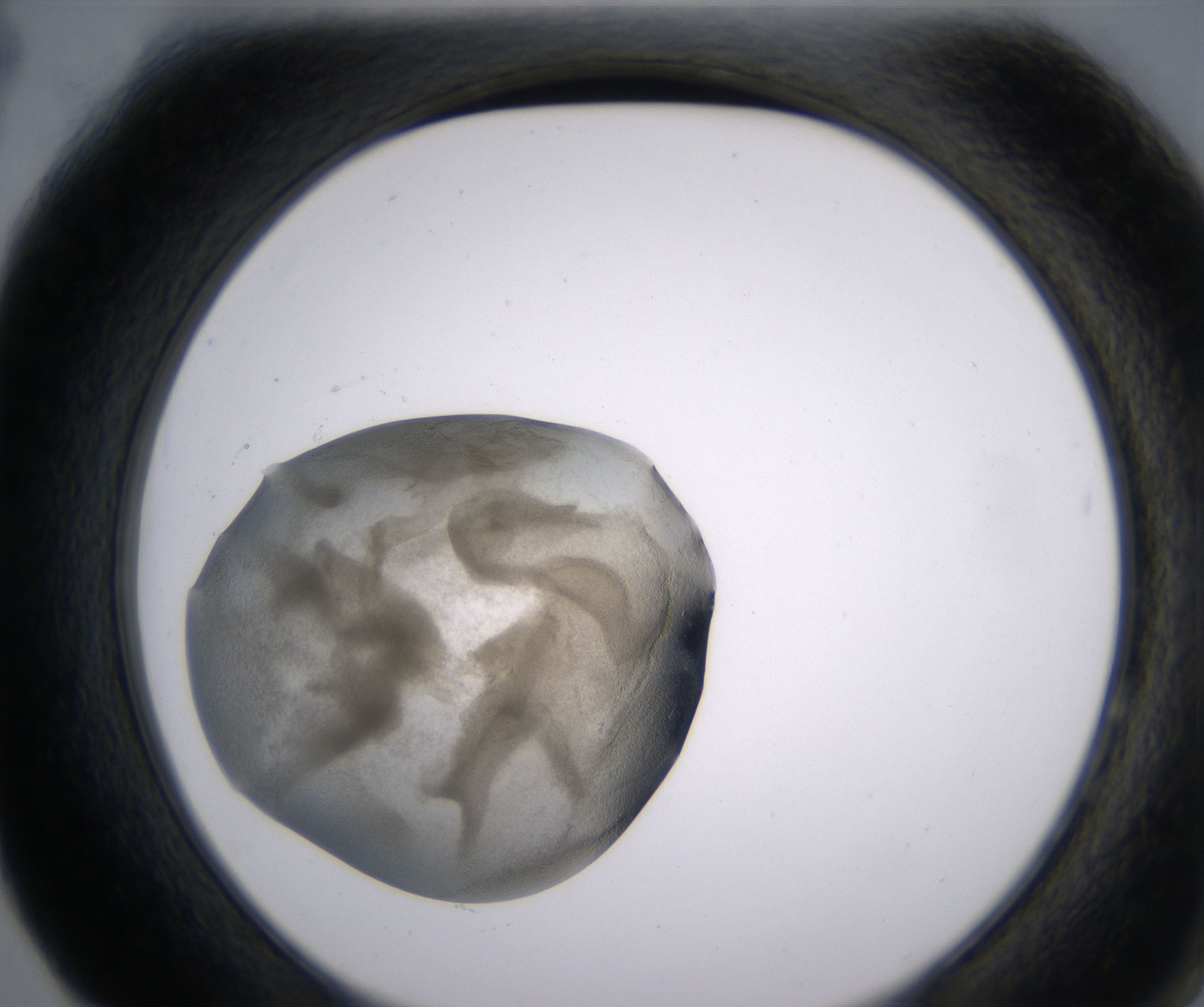 F4_HighResolution_Precipitate_2.jpg
