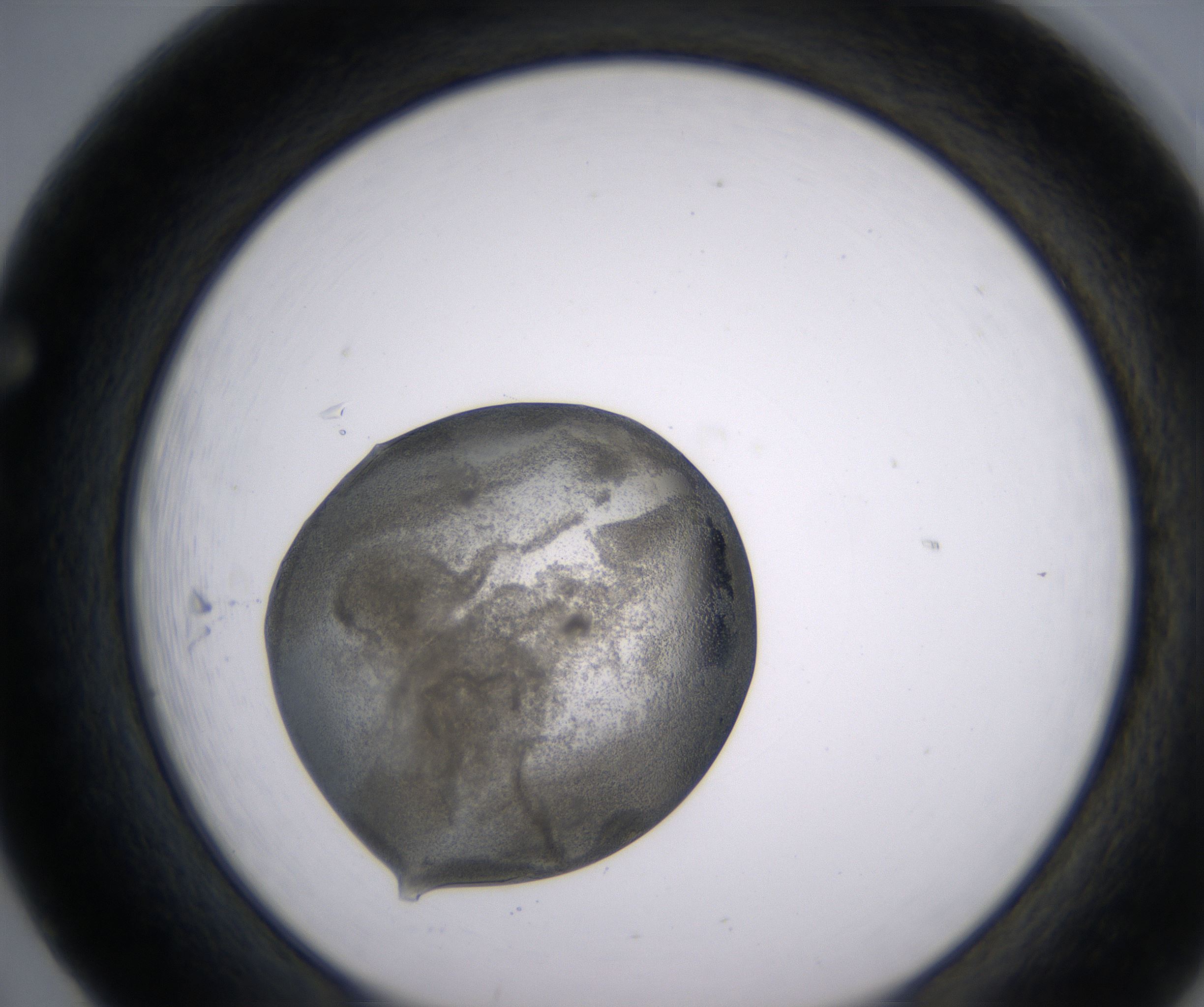 F5_HighResolution_Precipitate_1.jpg