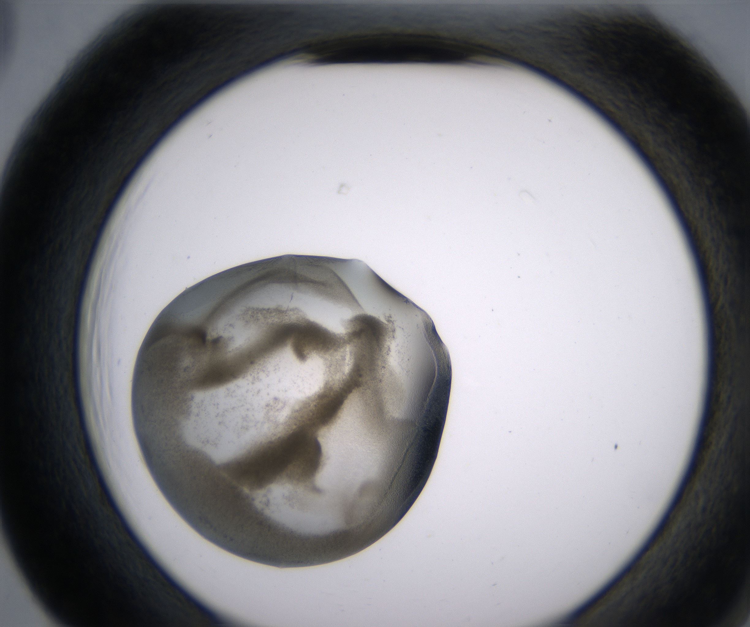 F5_HighResolution_Precipitate_2.jpg