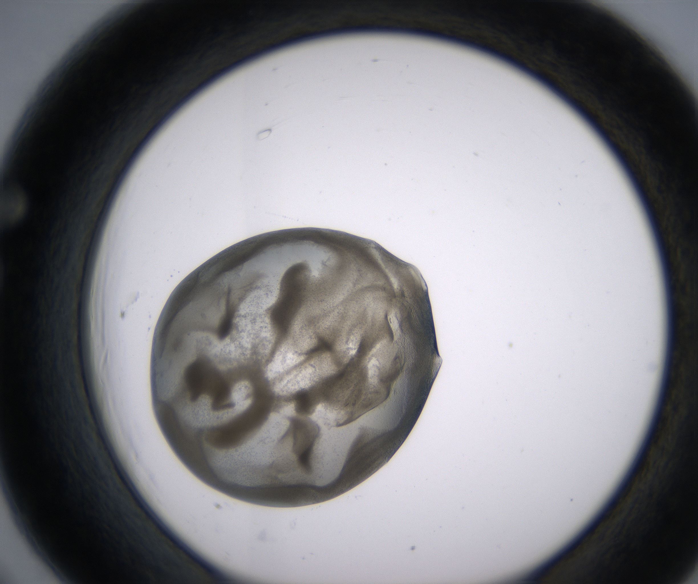 F6_HighResolution_Precipitate_1.jpg