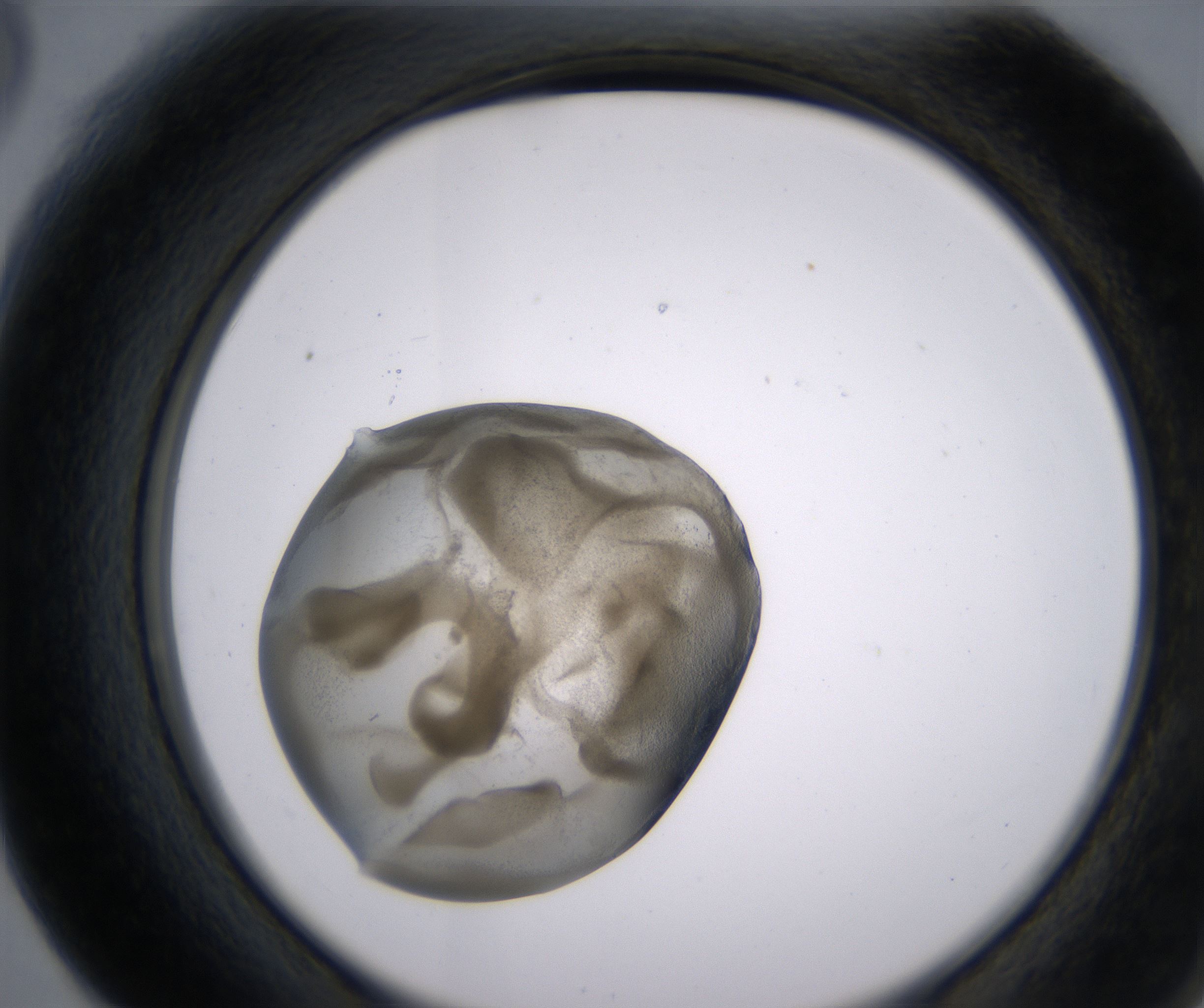 F6_HighResolution_Precipitate_2.jpg