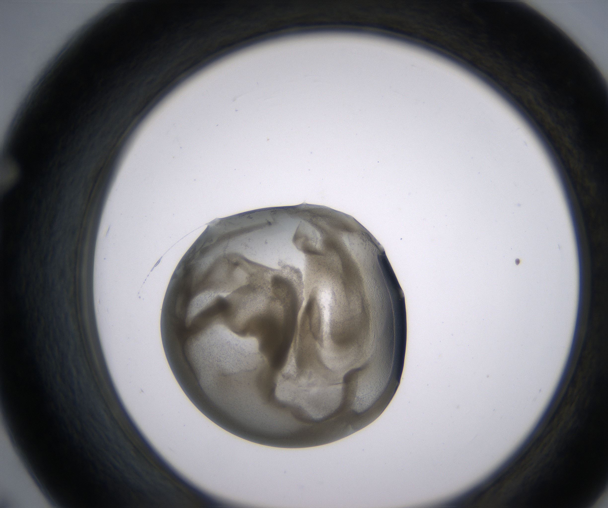 F7_HighResolution_Precipitate_1.jpg