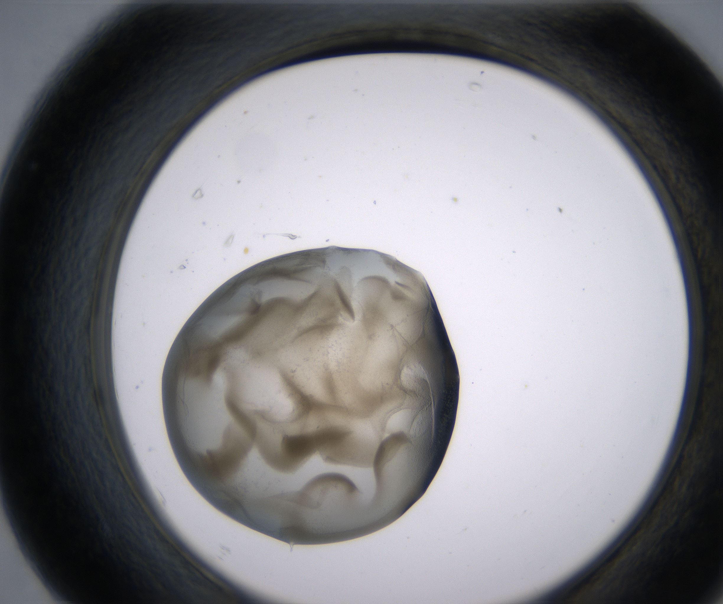 F7_HighResolution_Precipitate_2.jpg