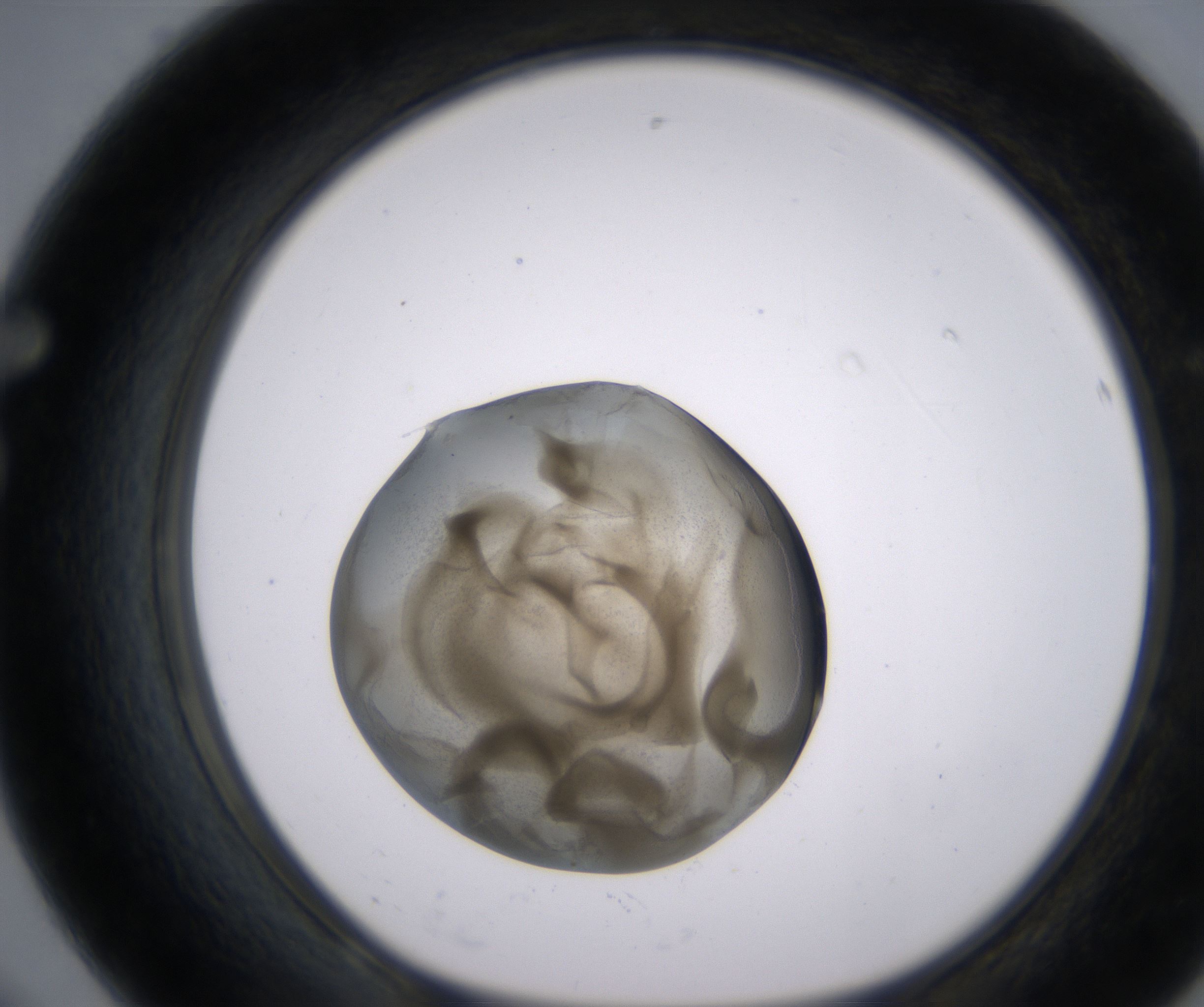 F8_HighResolution_Precipitate_1.jpg
