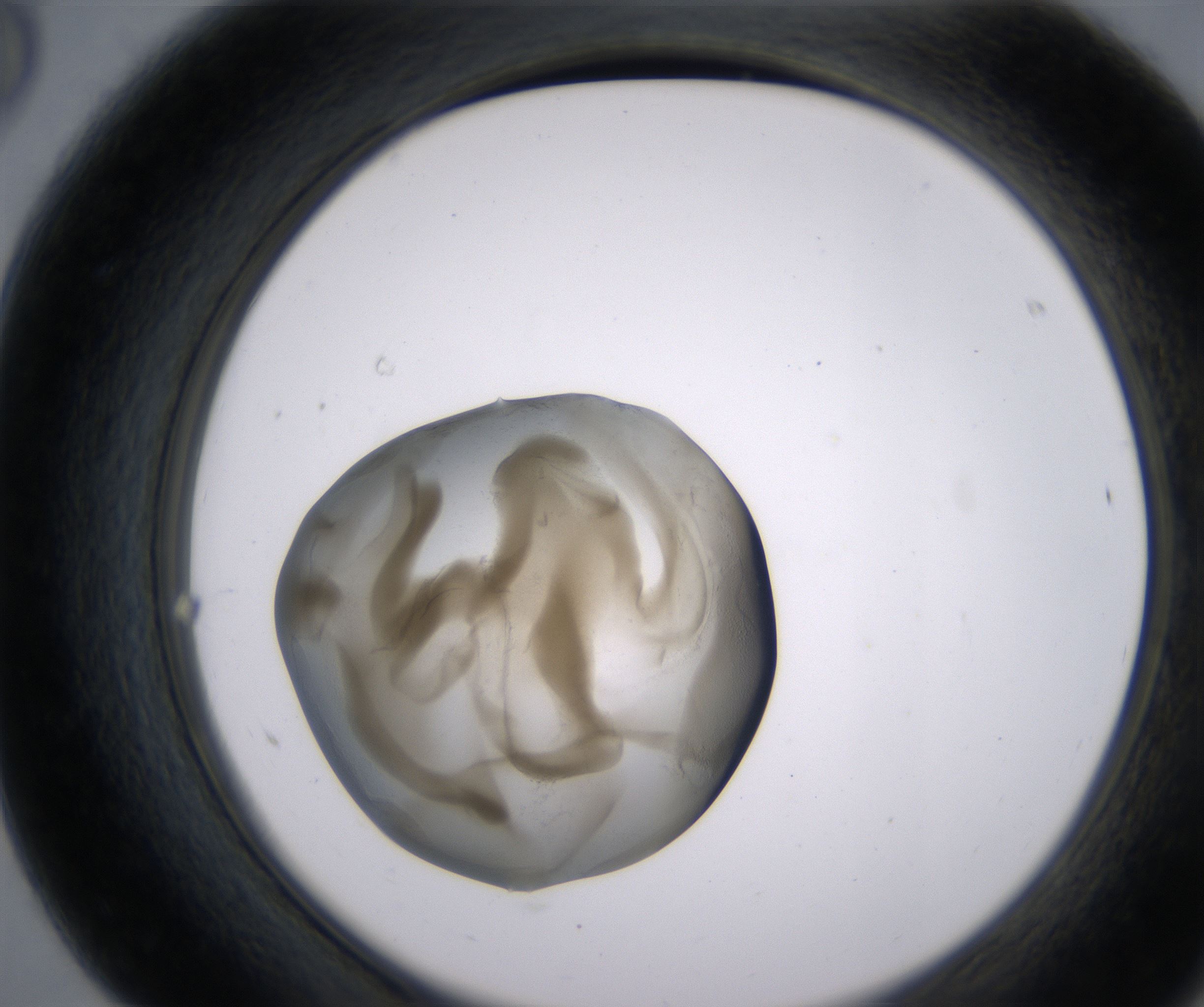 F8_HighResolution_Precipitate_2.jpg
