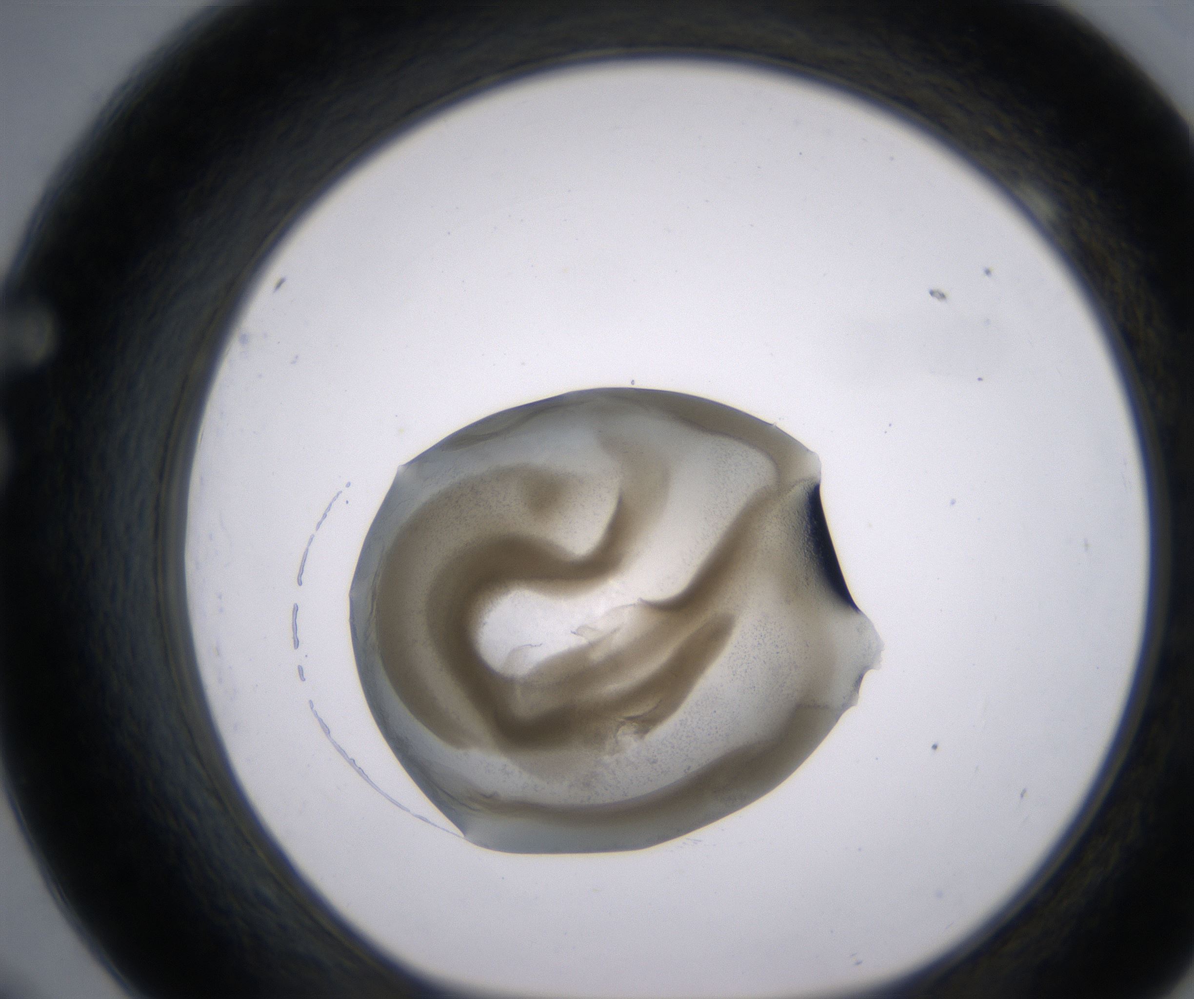 F9_HighResolution_Precipitate_1.jpg