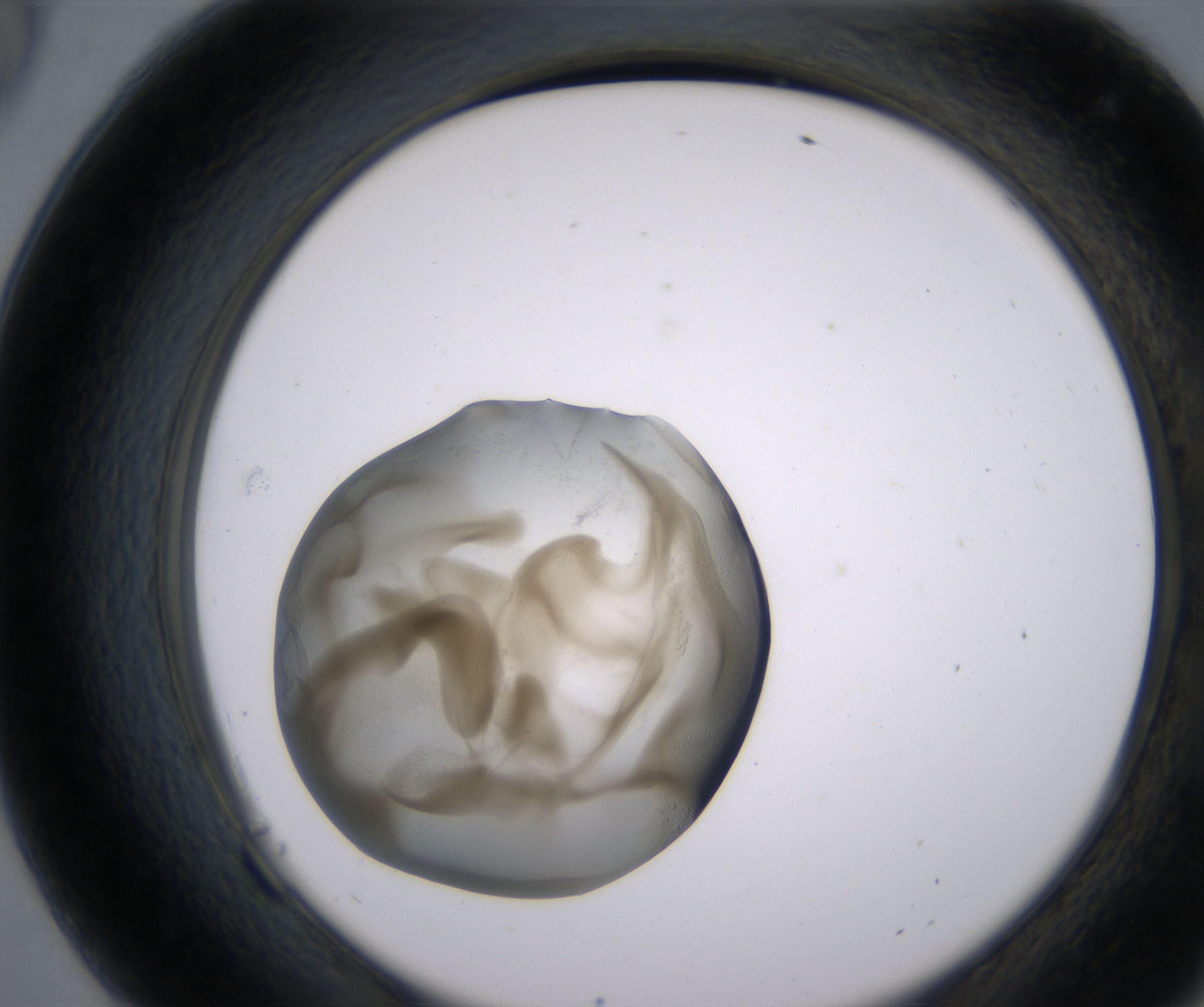 F9_HighResolution_Precipitate_2.jpg