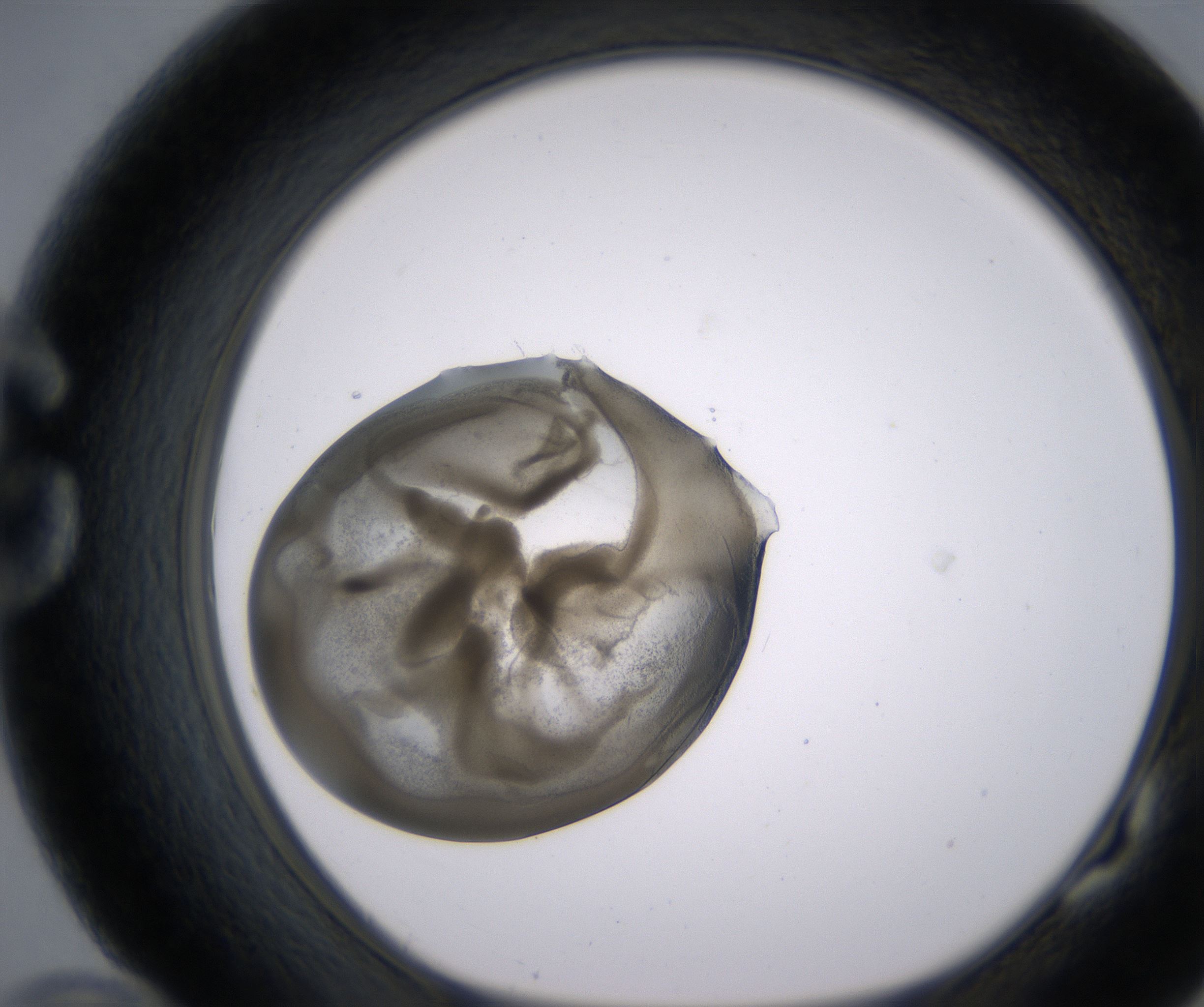G10_HighResolution_Precipitate_1.jpg