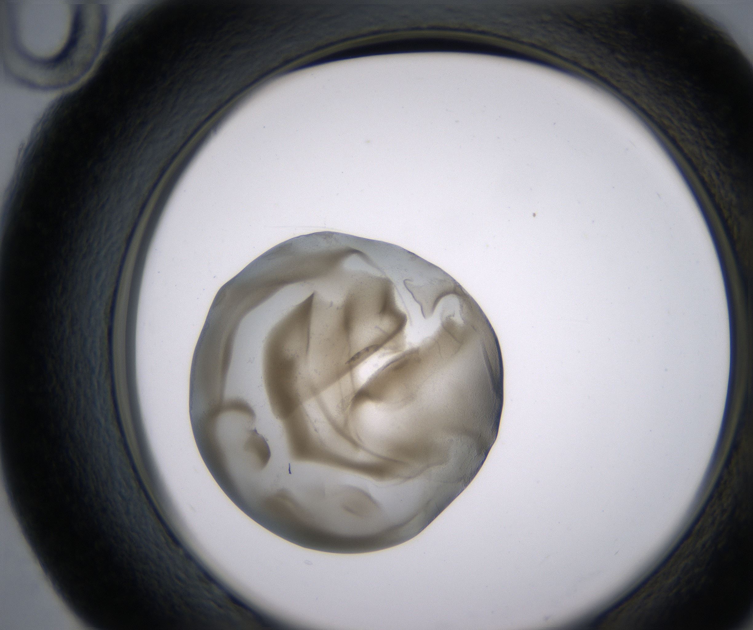 G10_HighResolution_Precipitate_2.jpg