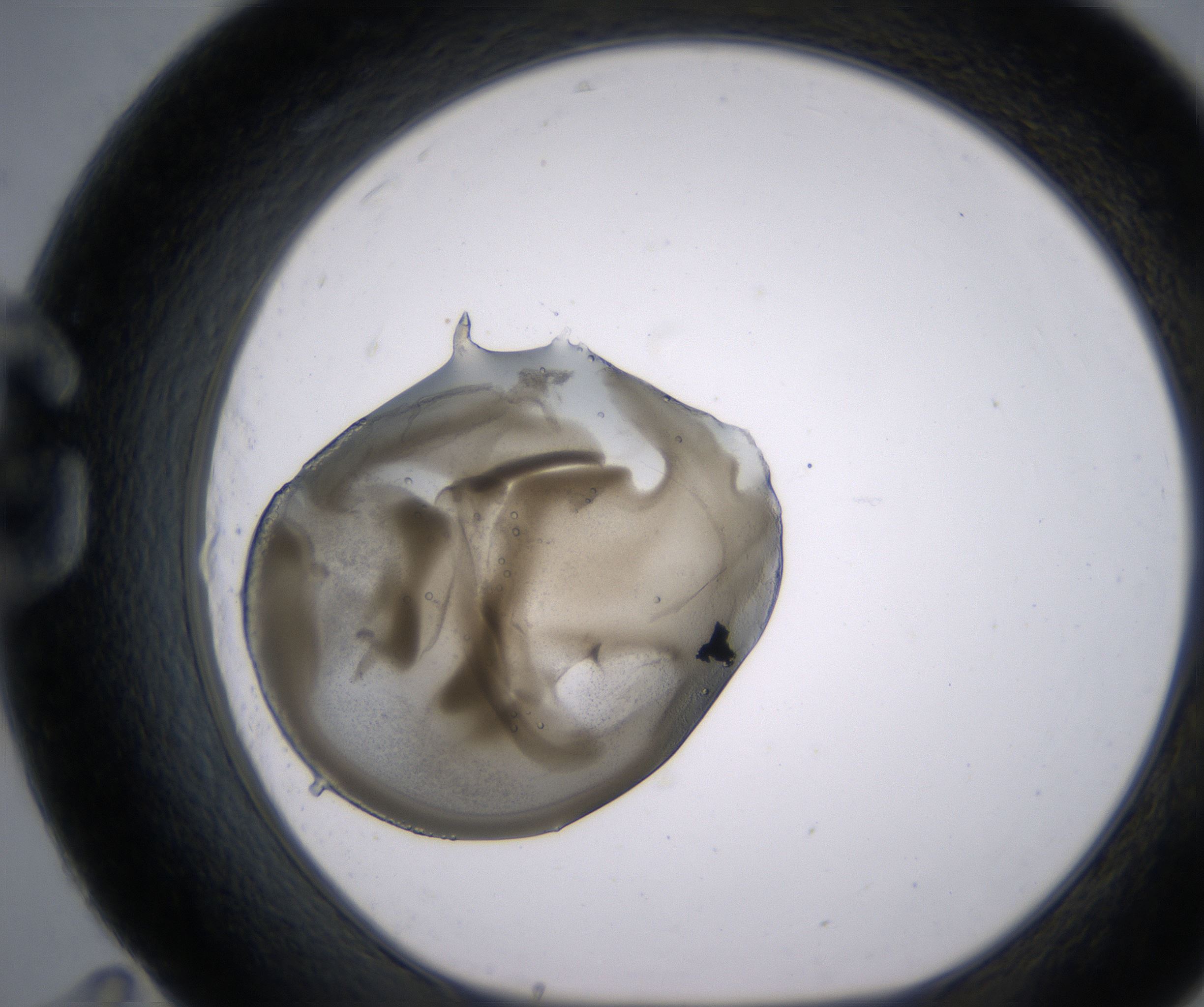 G11_HighResolution_Precipitate_1.jpg