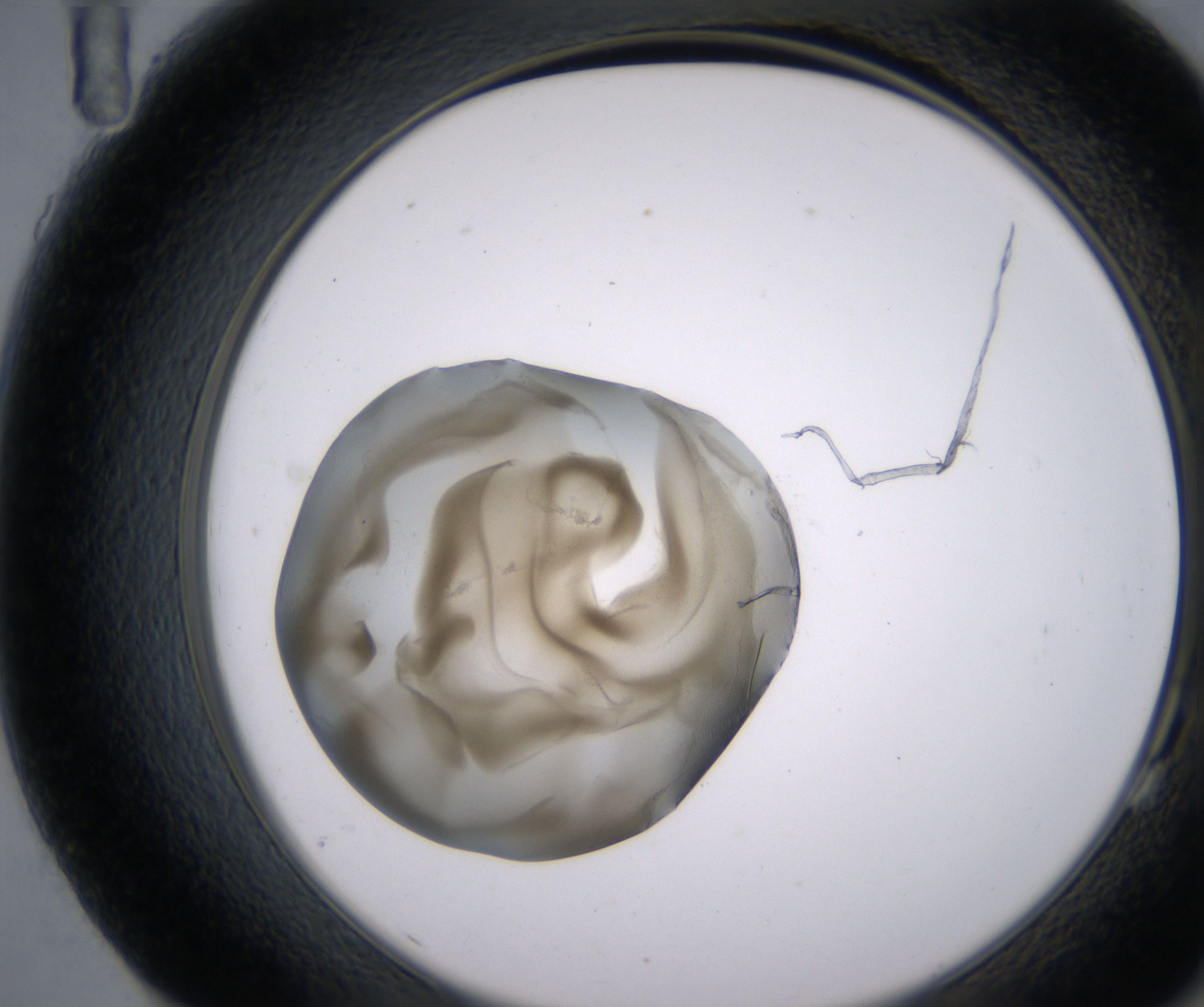 G11_HighResolution_Precipitate_2.jpg