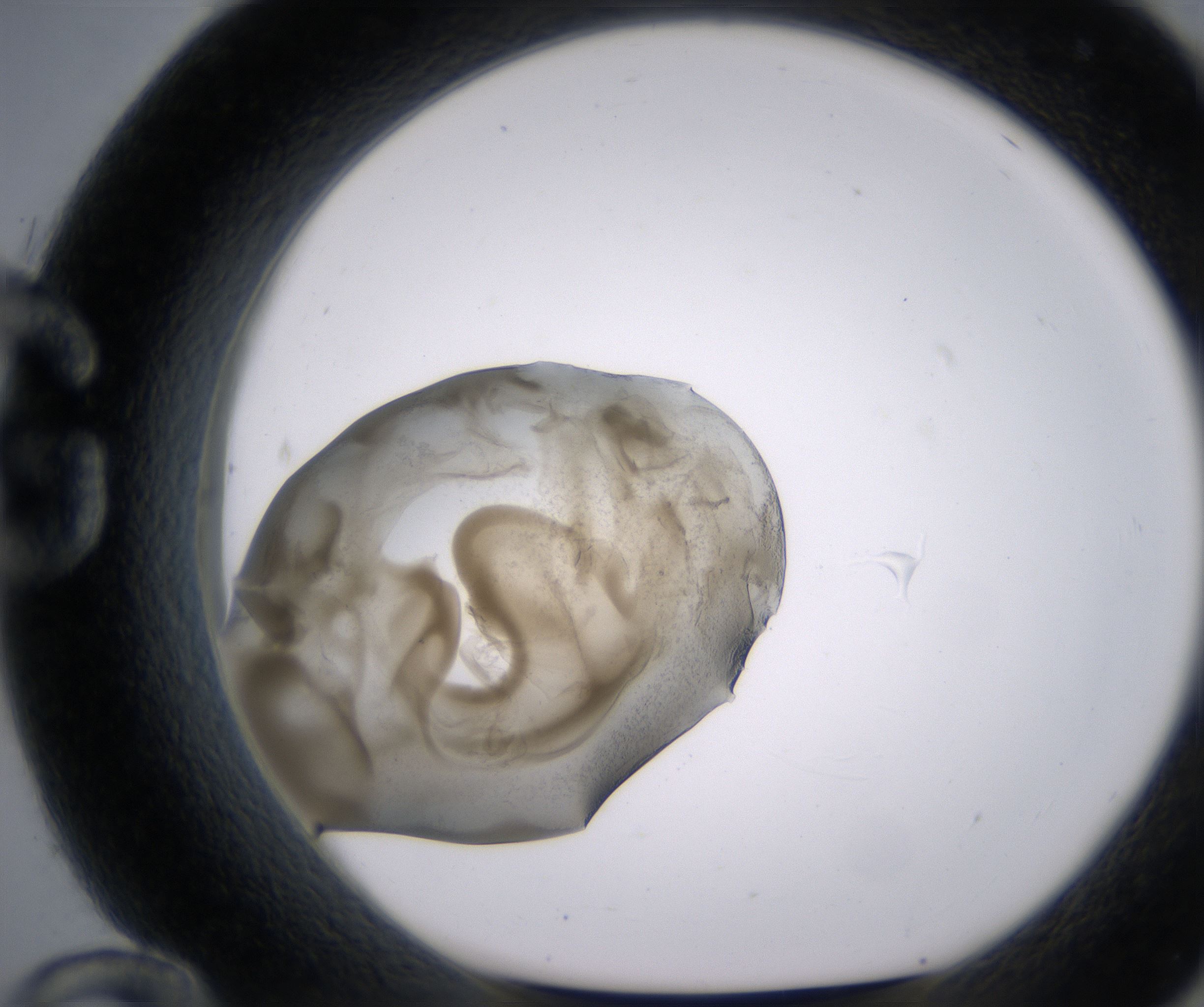 G12_HighResolution_Precipitate_1.jpg