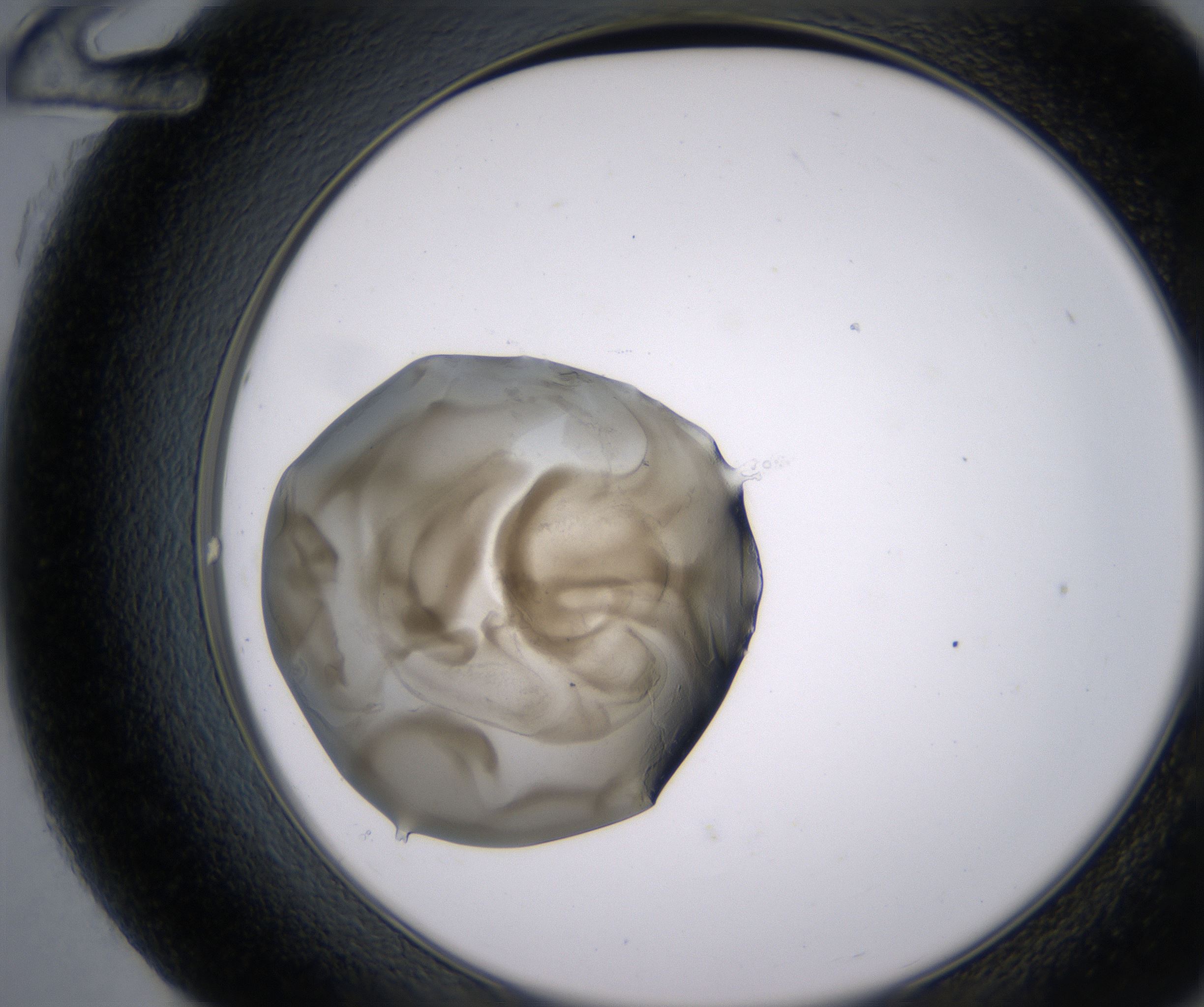 G12_HighResolution_Precipitate_2.jpg