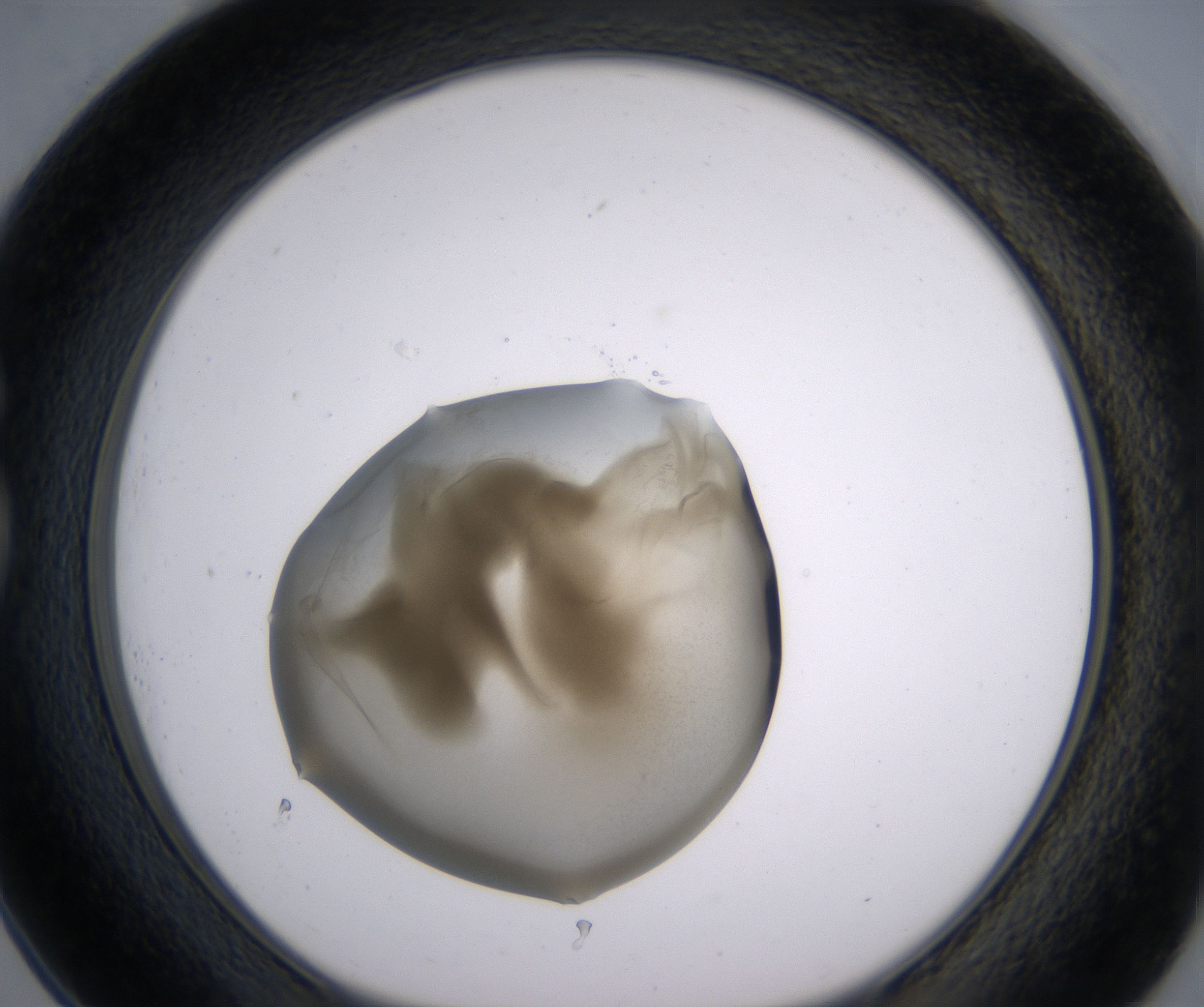 G1_HighResolution_Precipitate_1.jpg