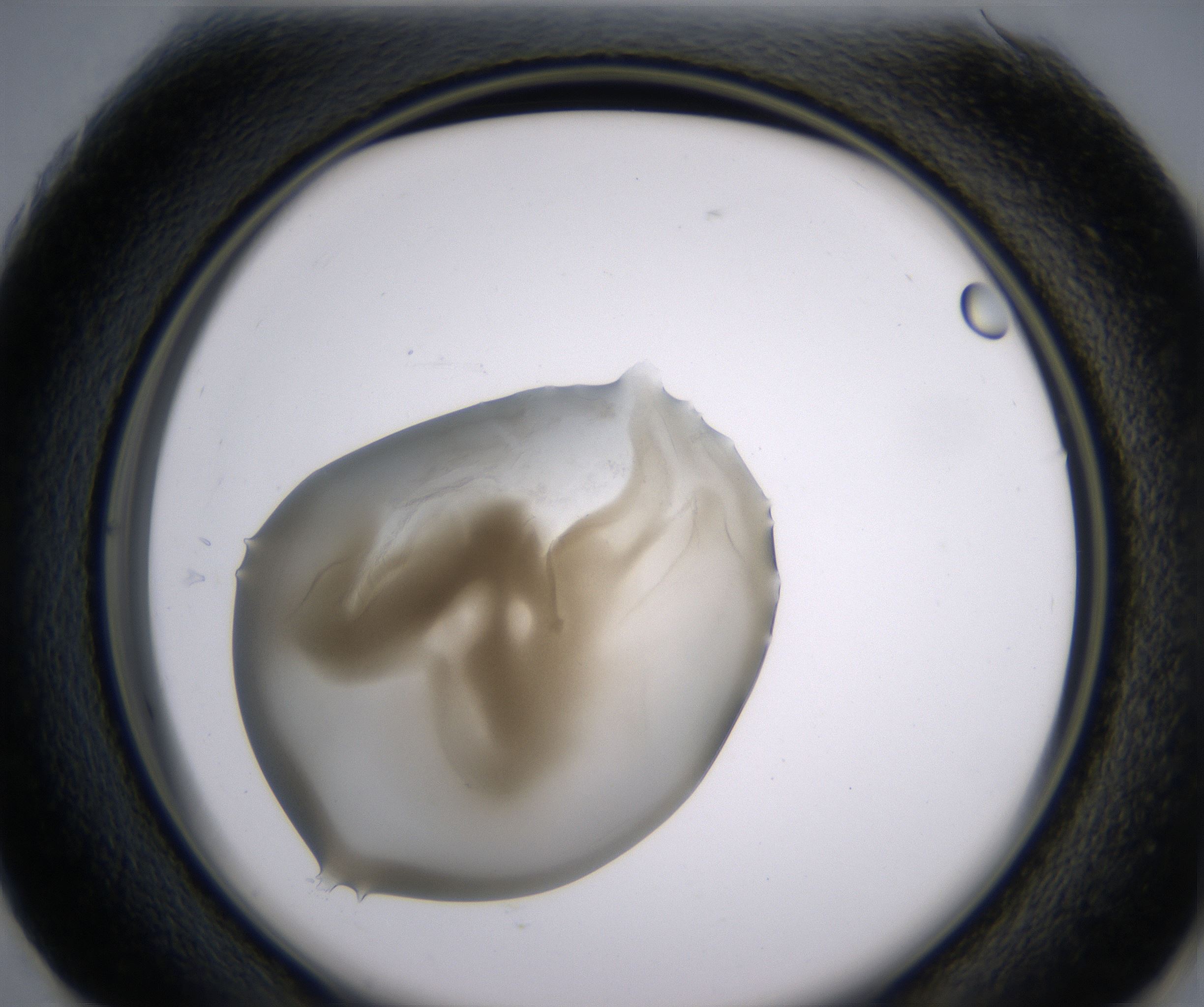G1_HighResolution_Precipitate_2.jpg