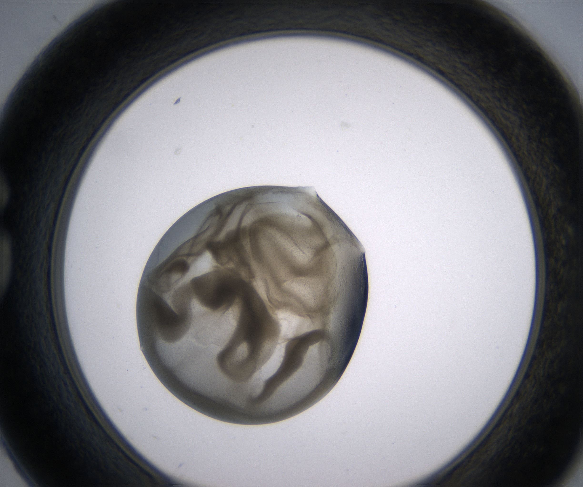 G2_HighResolution_Precipitate_1.jpg