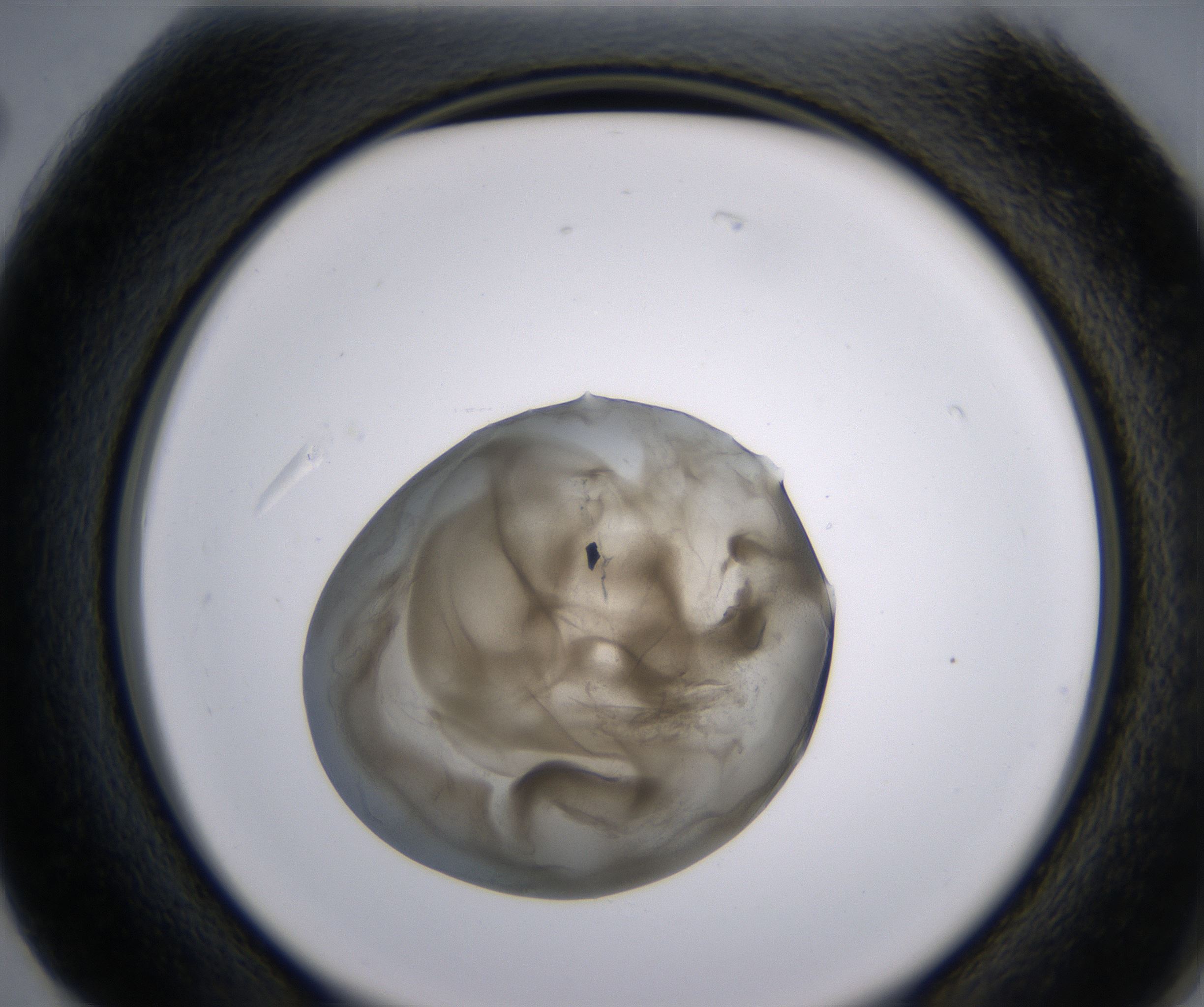G2_HighResolution_Precipitate_2.jpg