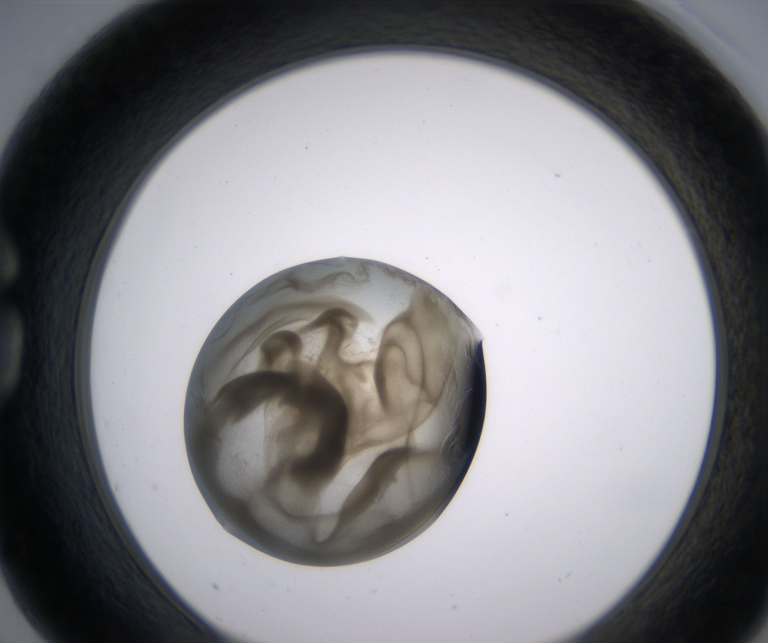 G3_HighResolution_Precipitate_1.jpg
